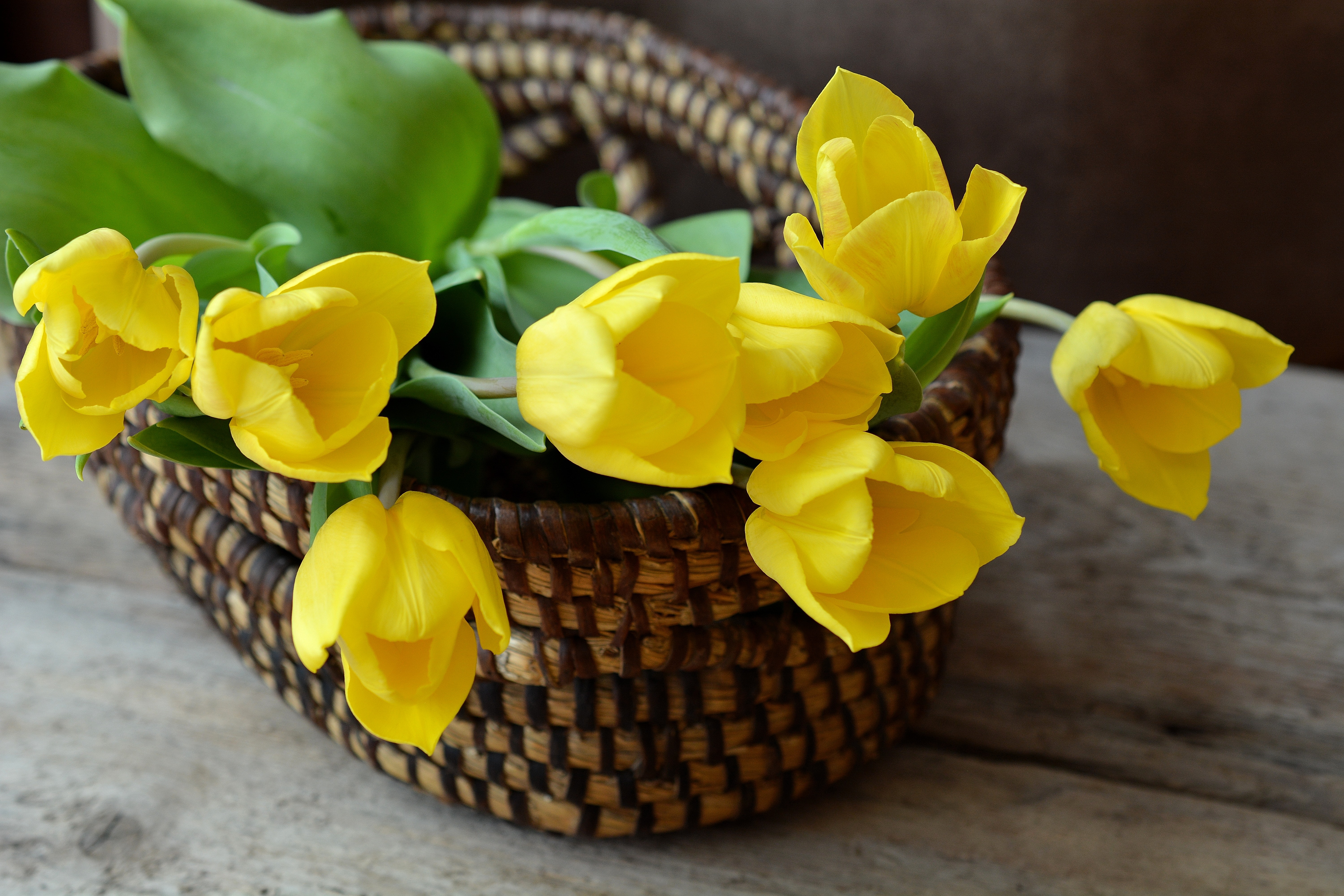 Wallpapers petal floristry tulips on the desktop