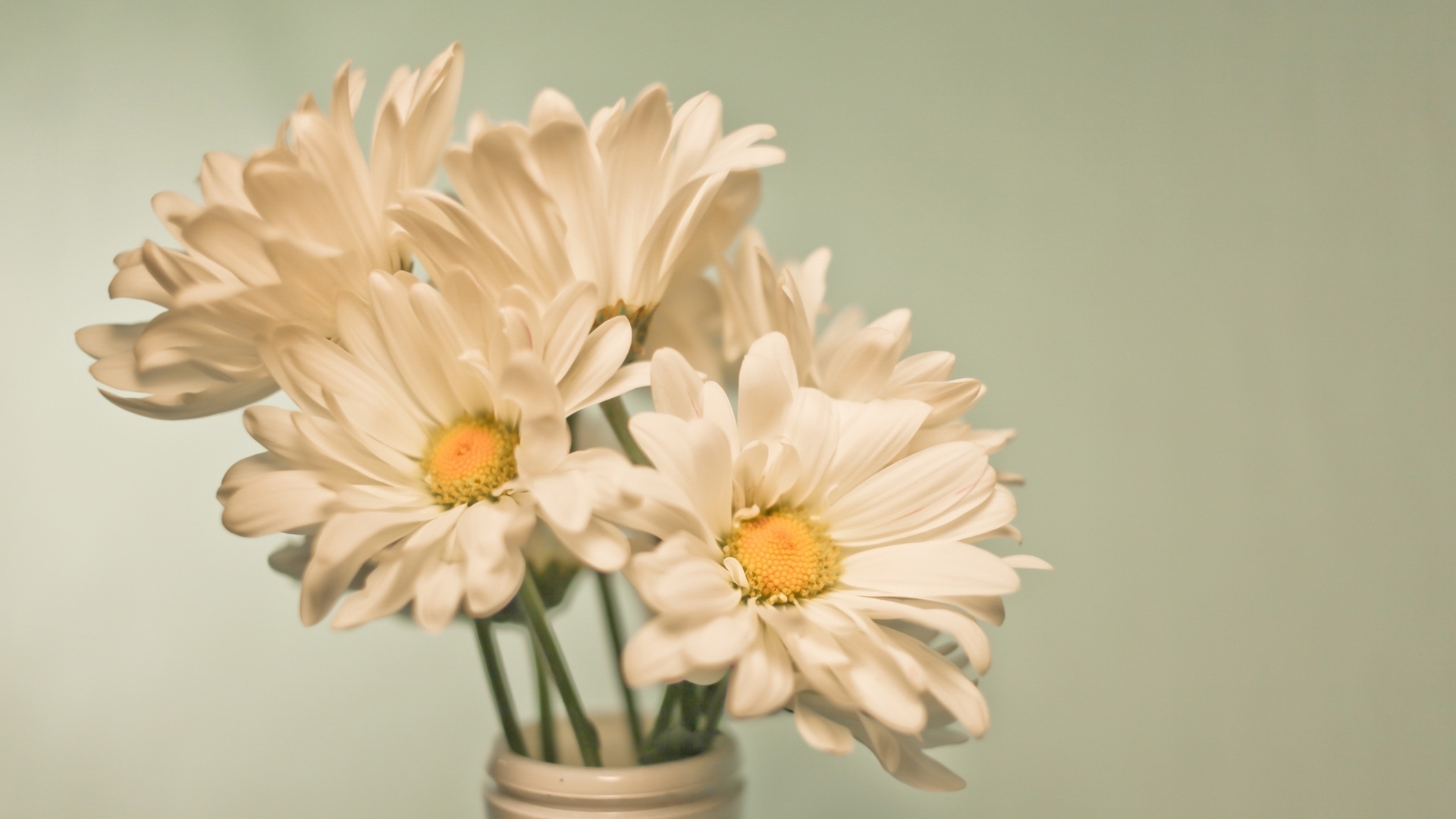 Free photo Download photo vase, chamomile