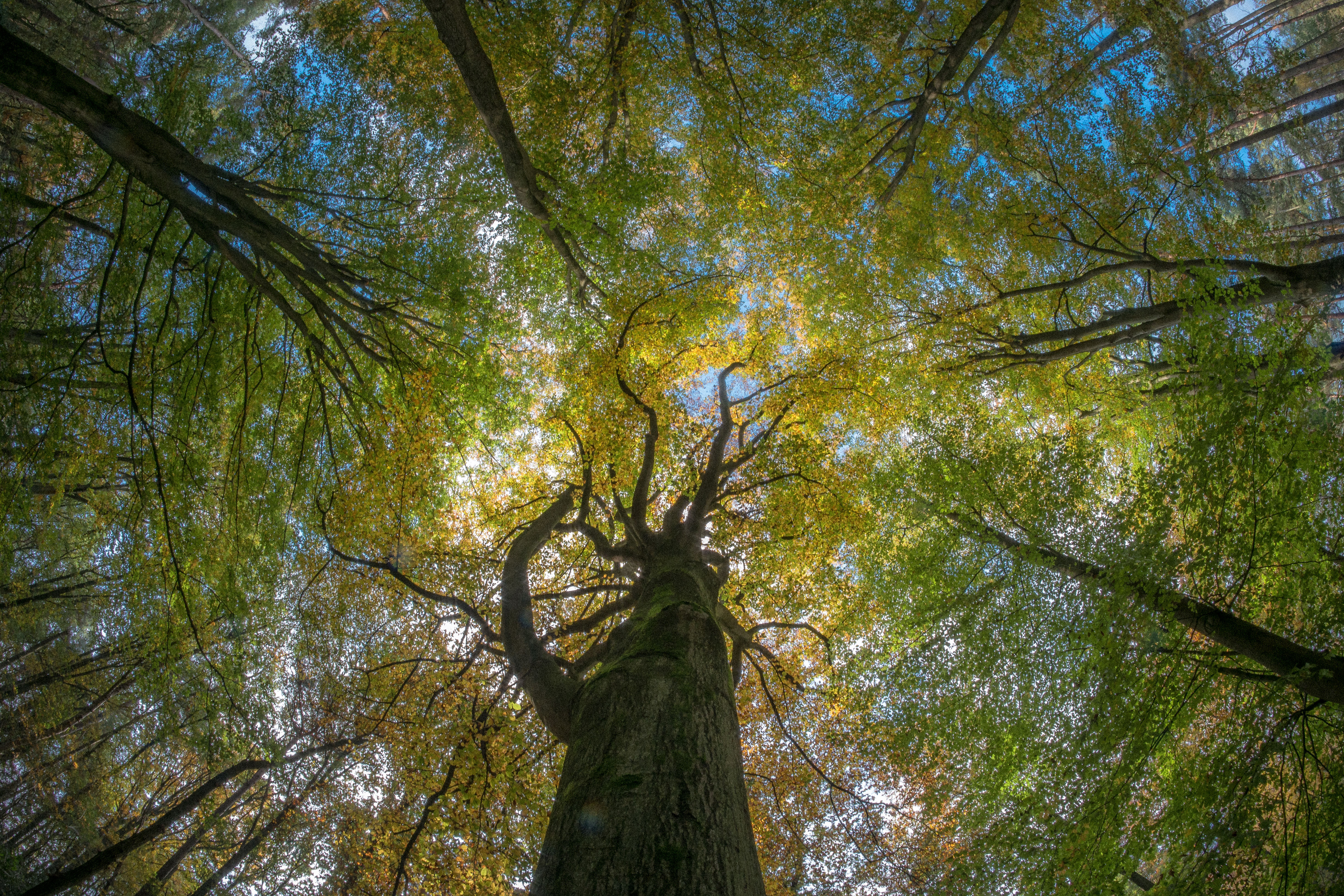 Free photo Autumn tree crowns view from below