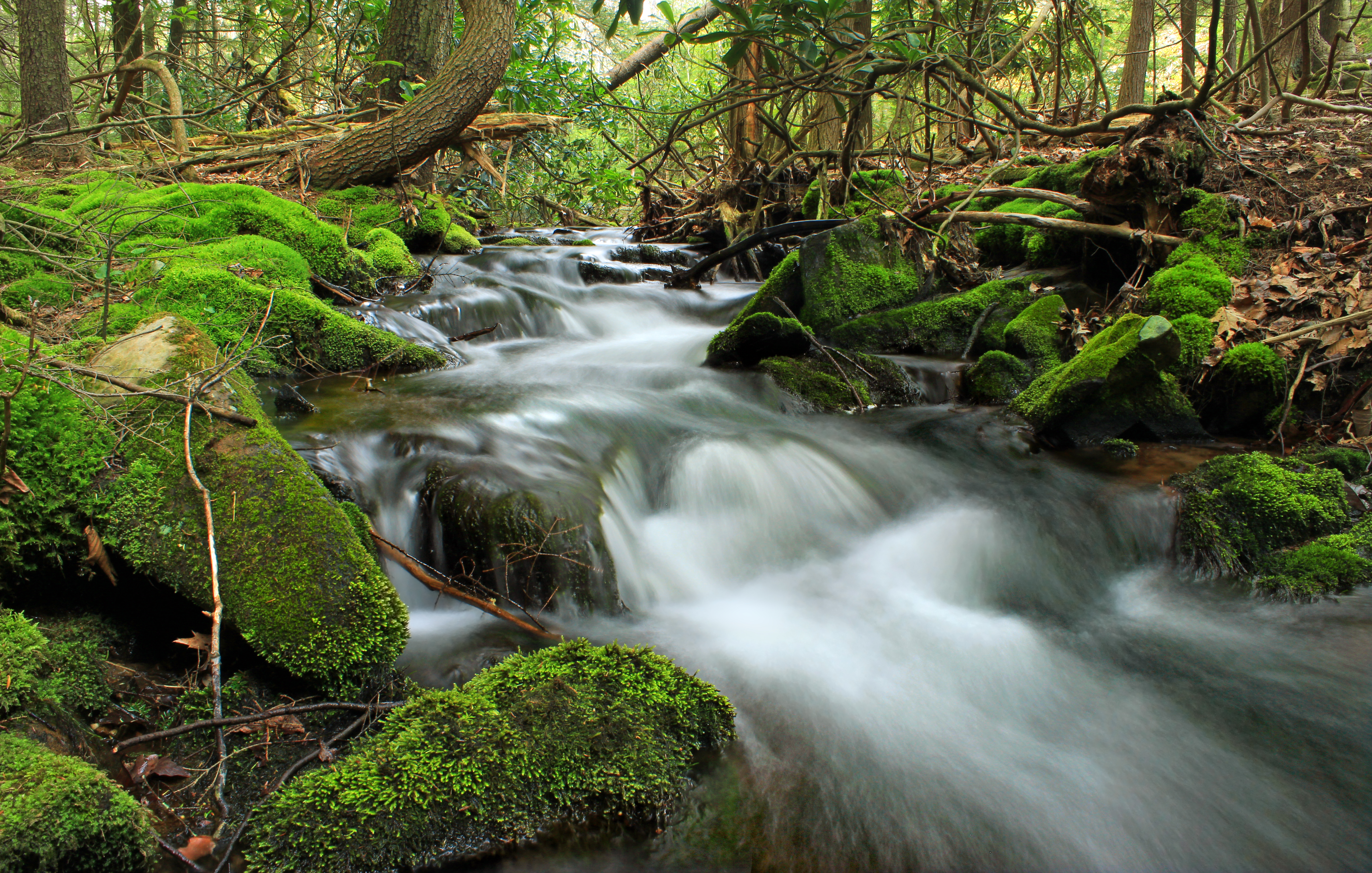 Free photo A creek in the wild woods, and moss on the rocks