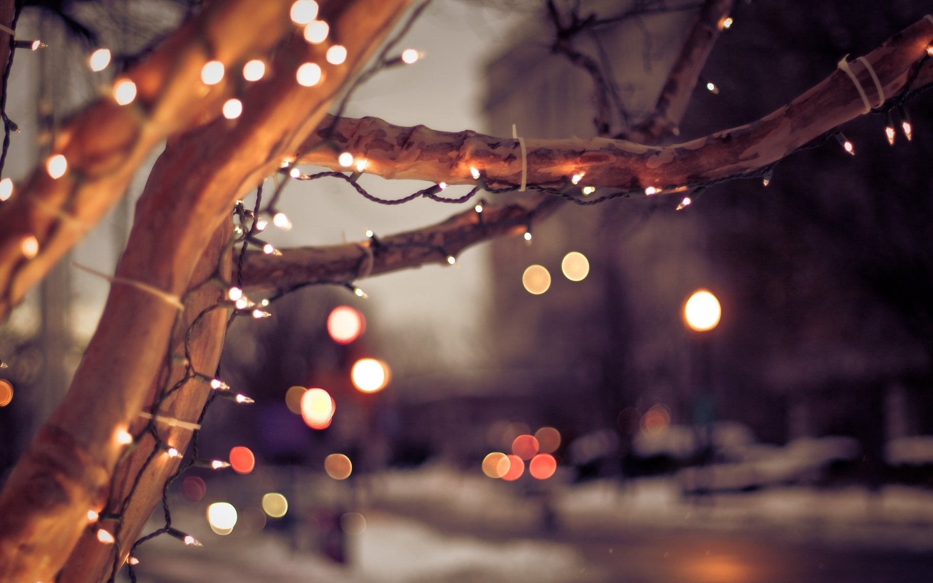 Free photo Street trees decorated with garland