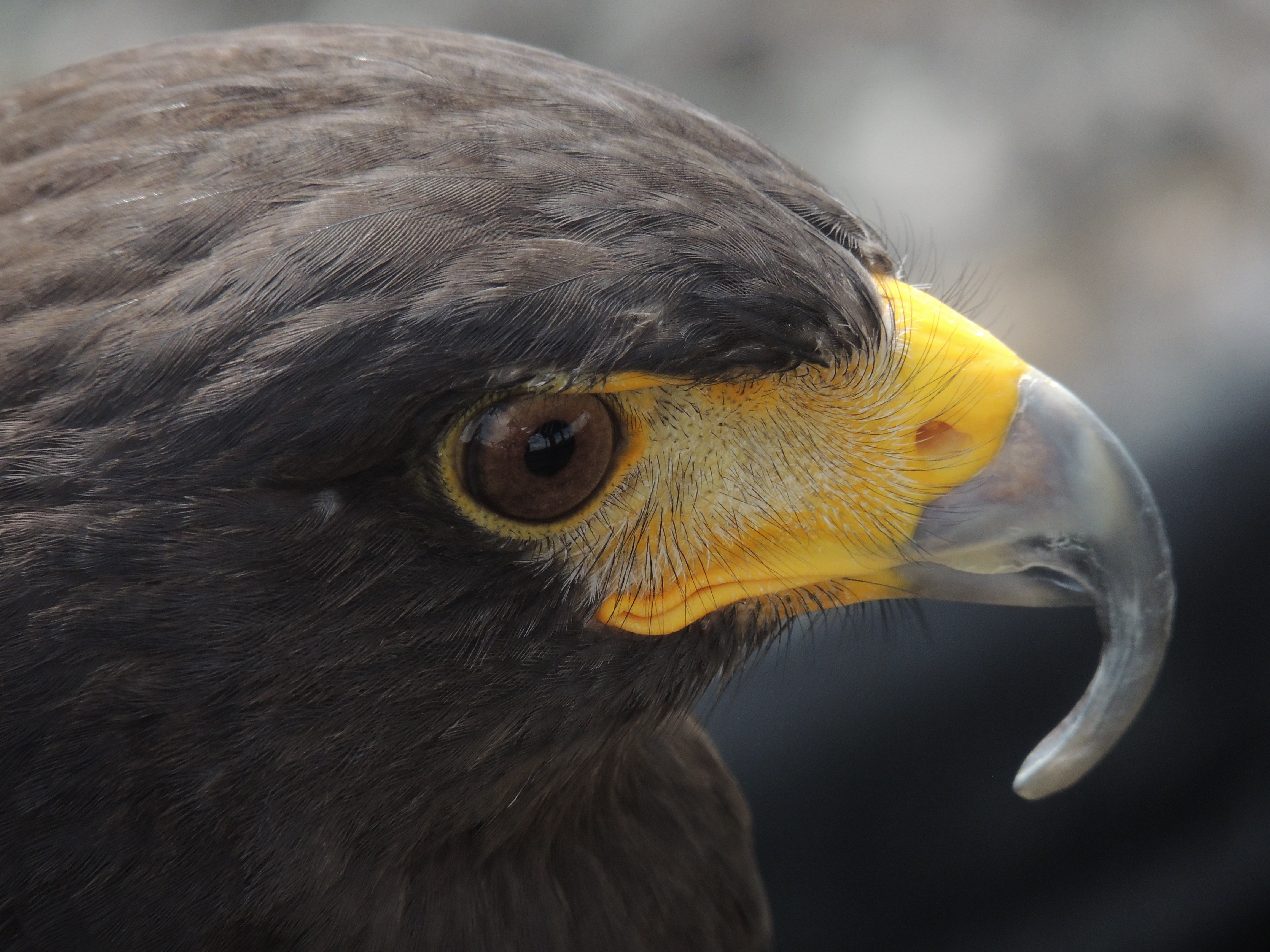 The beak of a bird of prey