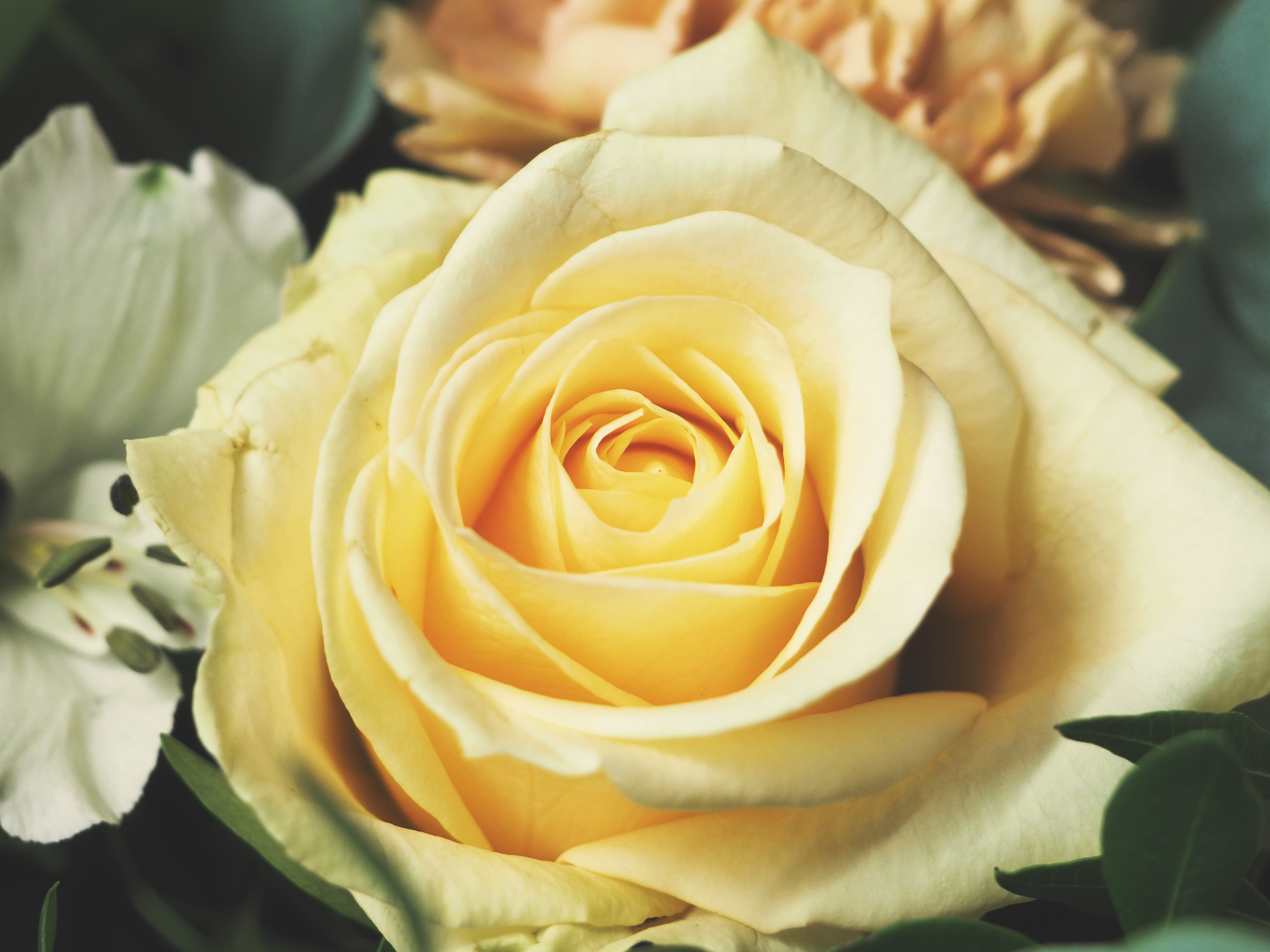 Free photo Yellow rosebud close-up