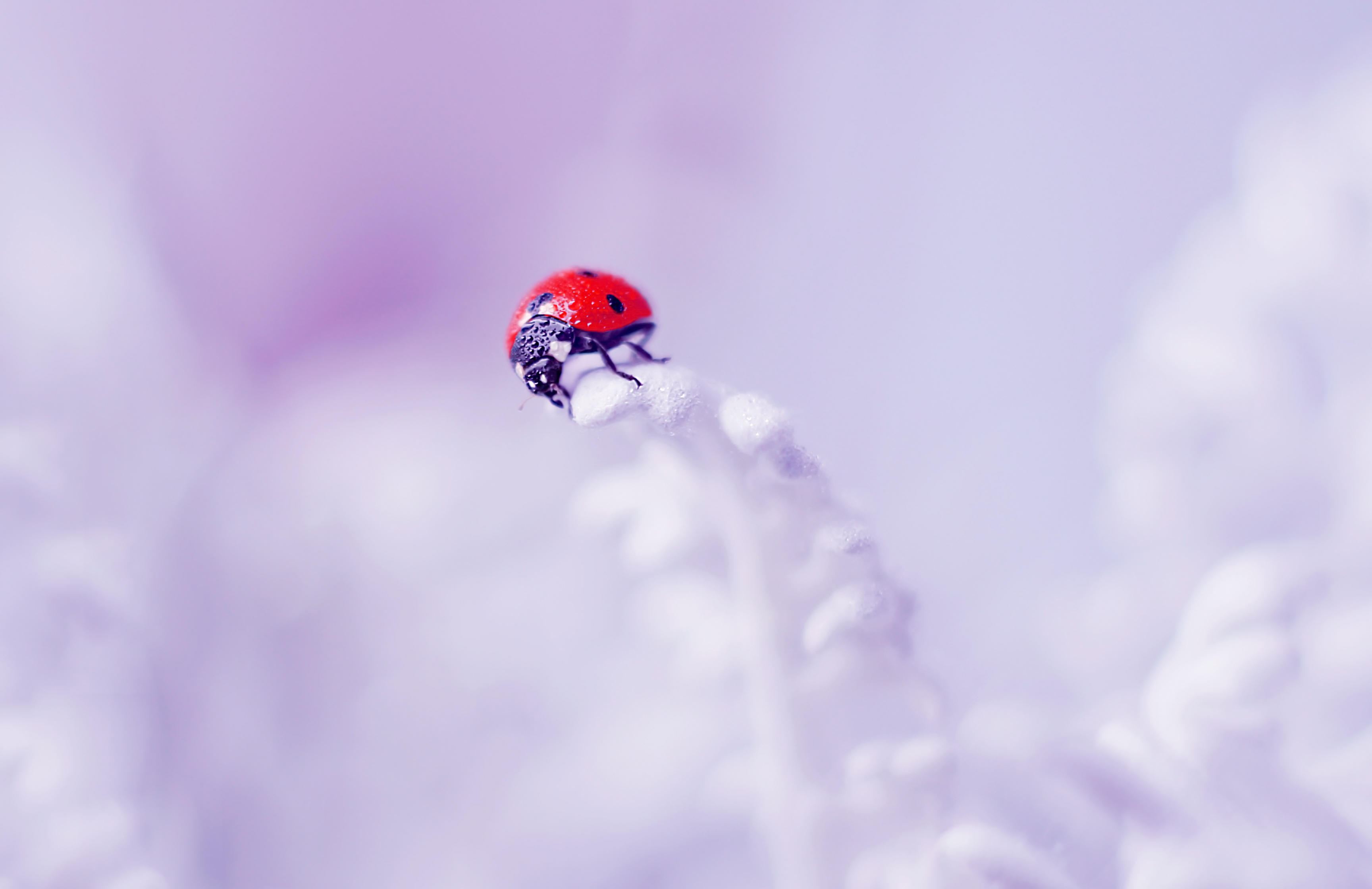 Wallpapers ladybug insects on a flower close-up on the desktop