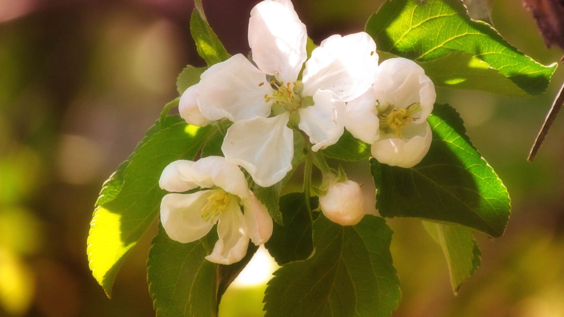 Wallpapers flower bloom branch on the desktop