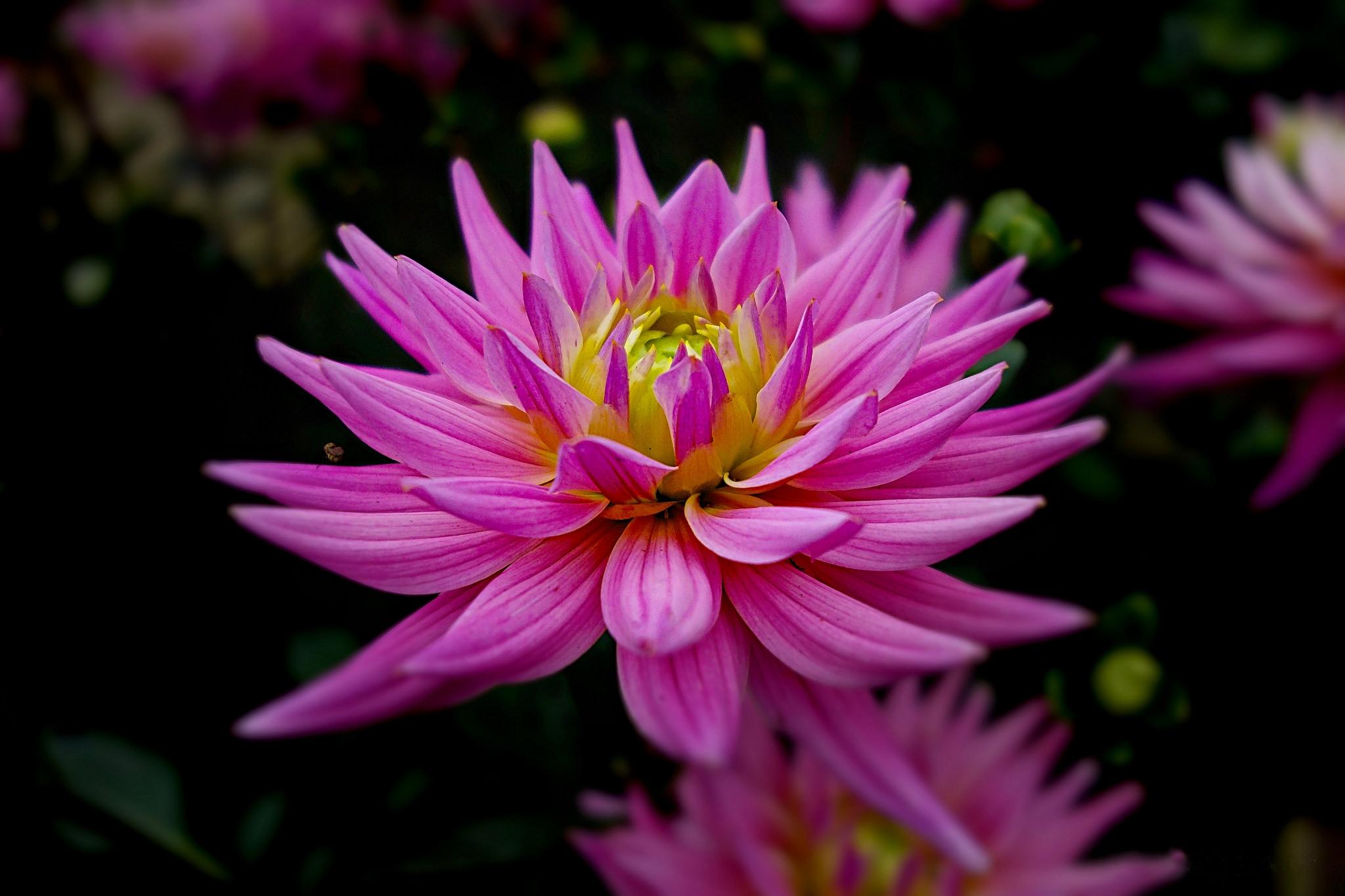 Wallpapers dahlia flower reflection on the desktop