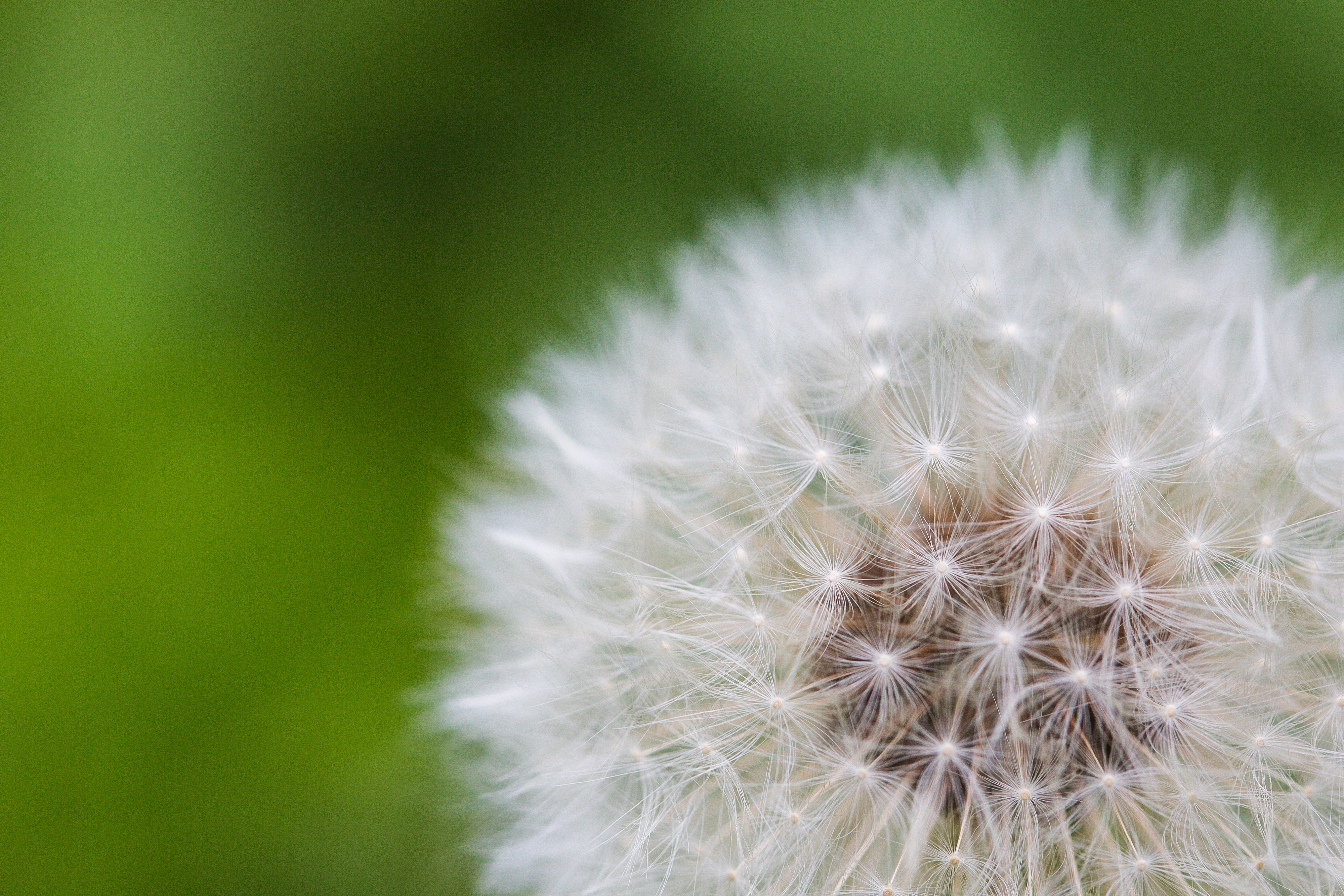 Wallpapers nature grass plant on the desktop