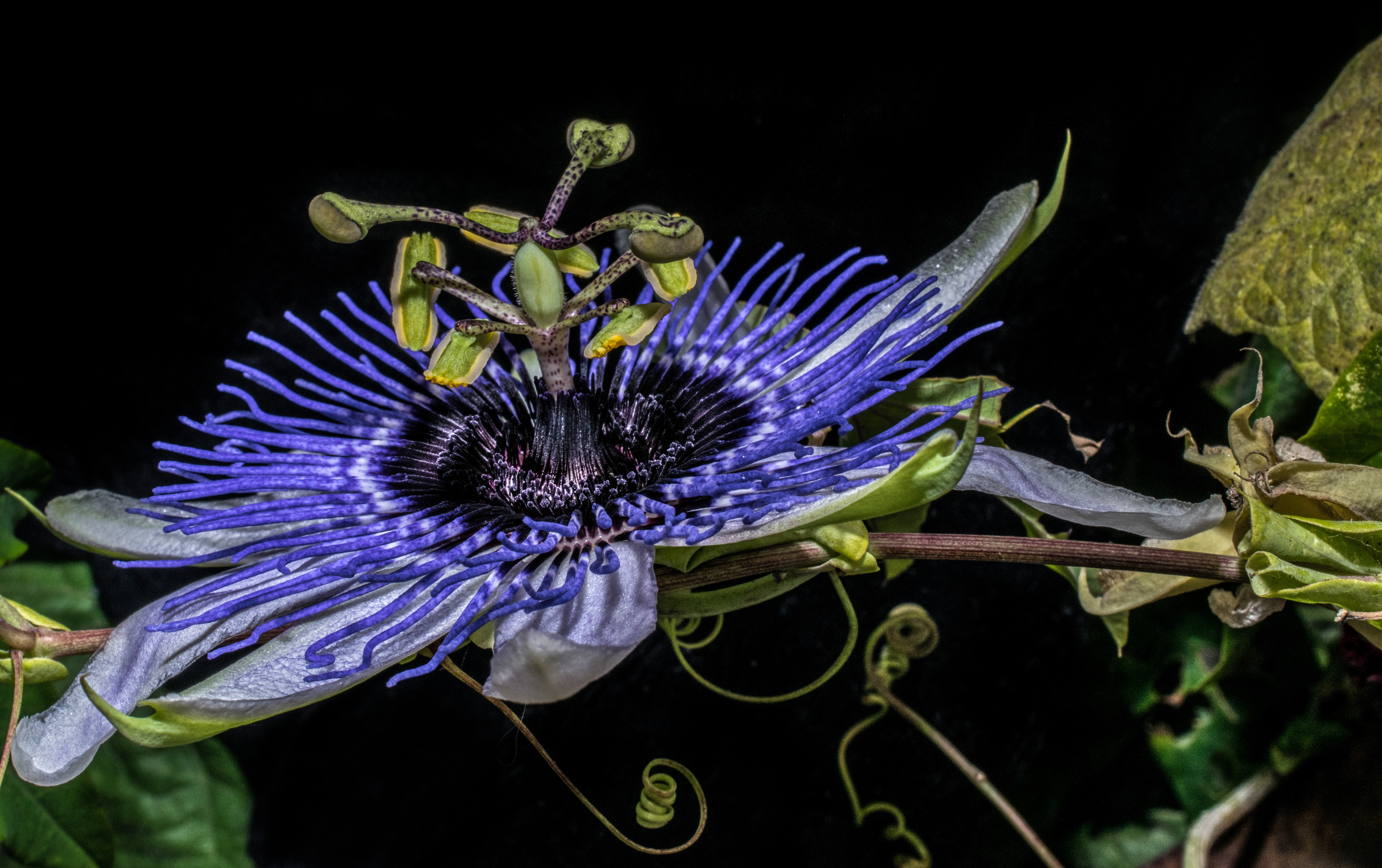 Wallpapers Purple Passion Flower Passion flower Passiflora on the desktop