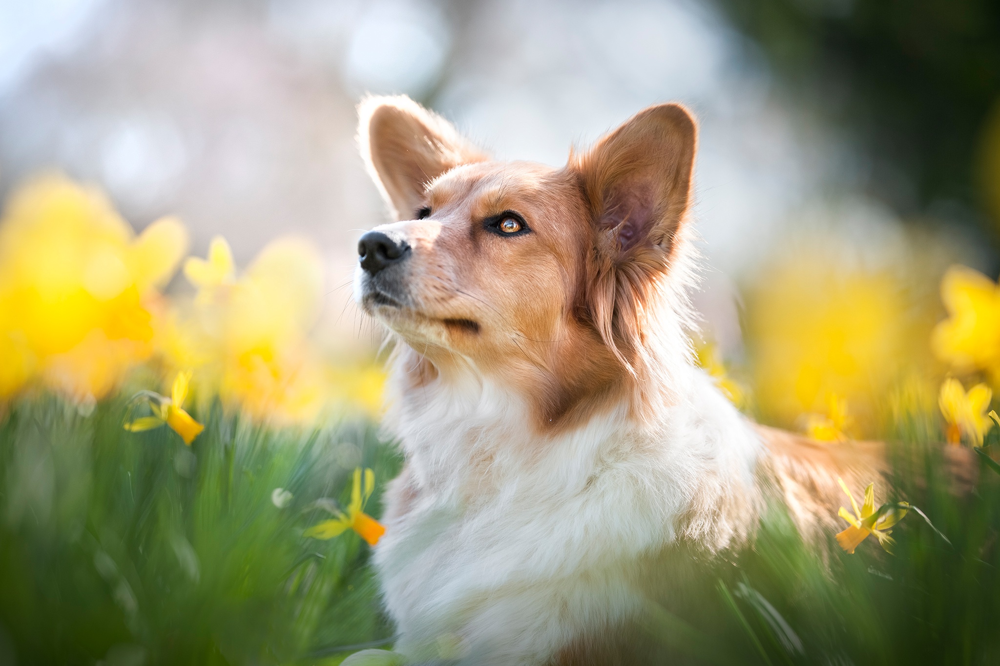 Free photo Dog and yellow daffodils