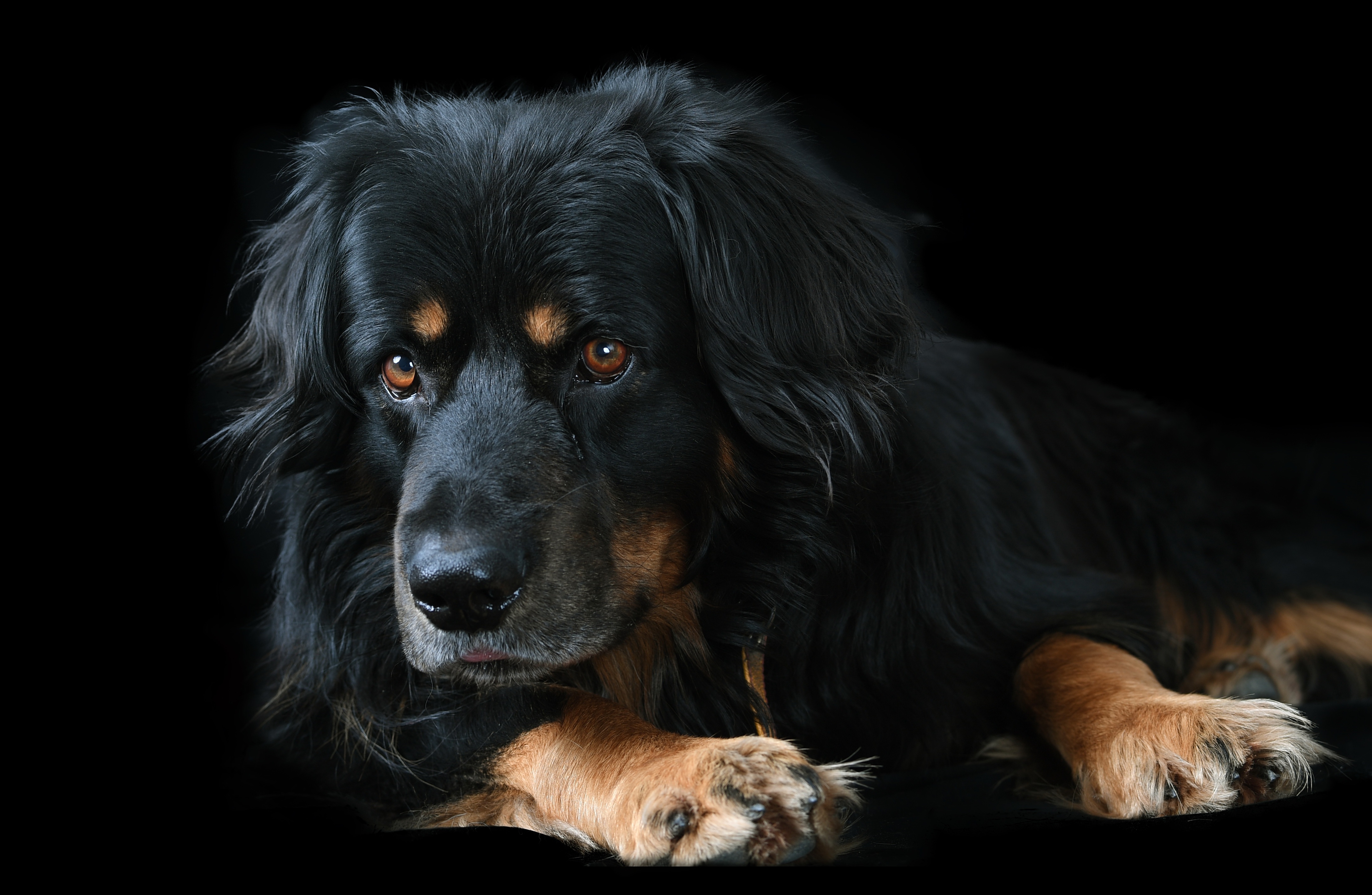 Free photo Black dog on dark background