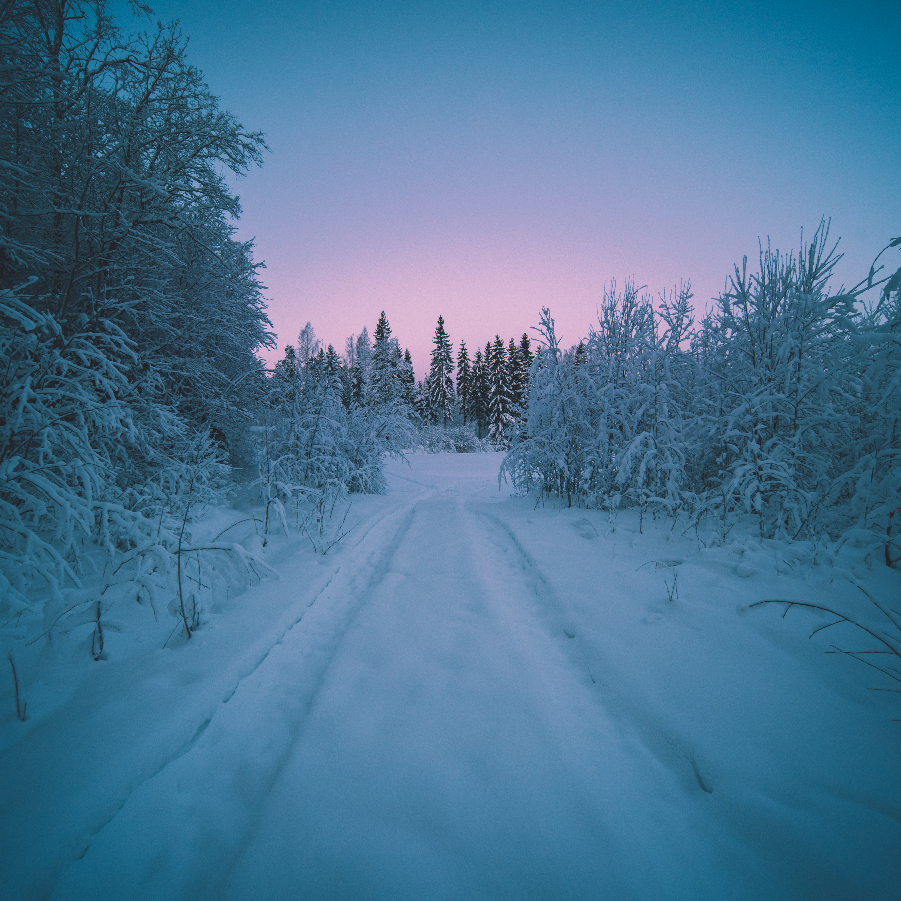 Wallpapers sunset forest snow on the desktop