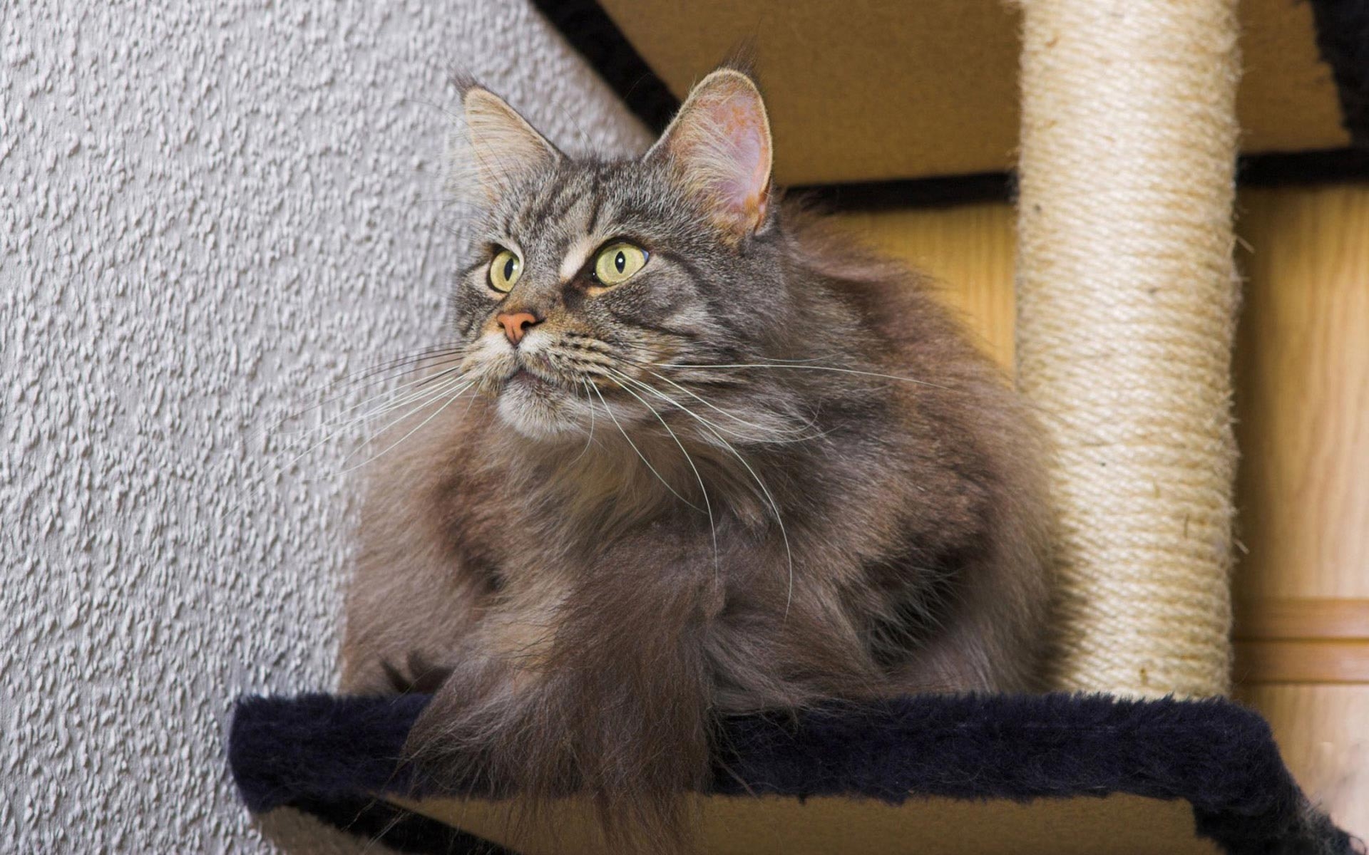 Free photo A fluffy gray cat