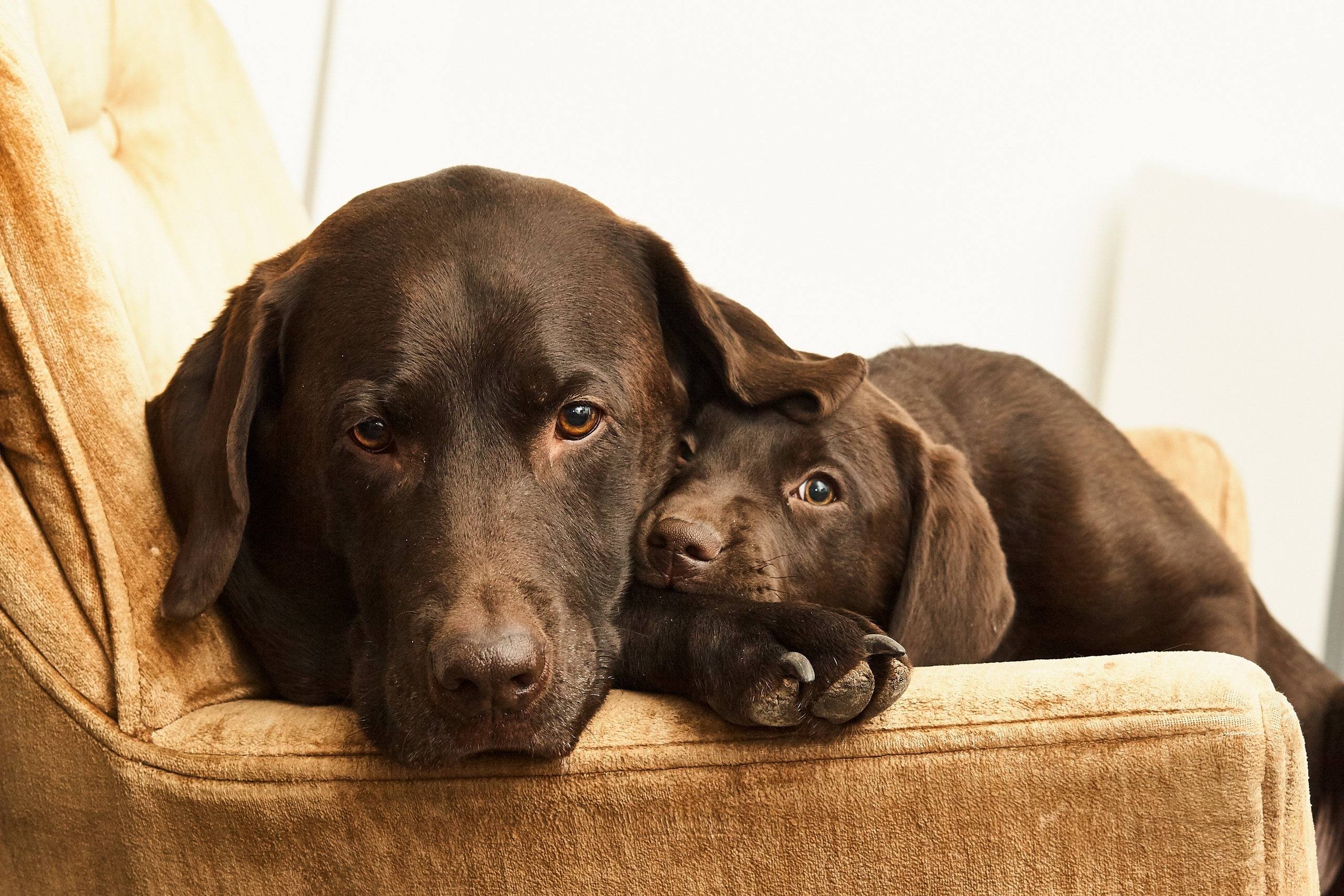 Wallpapers family Labrador dogs cute on the desktop