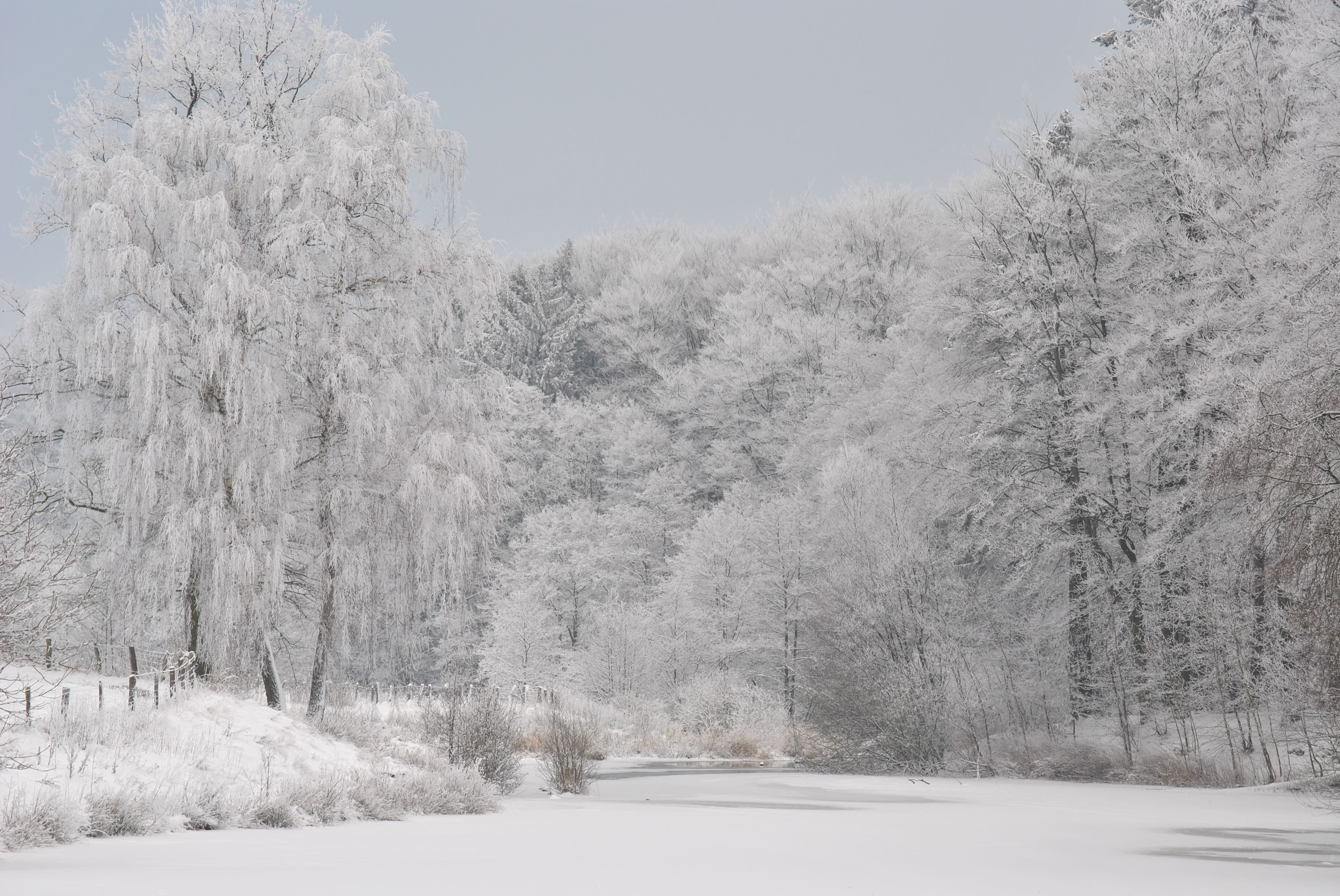 Free photo A white winter wrapped the river in the woods