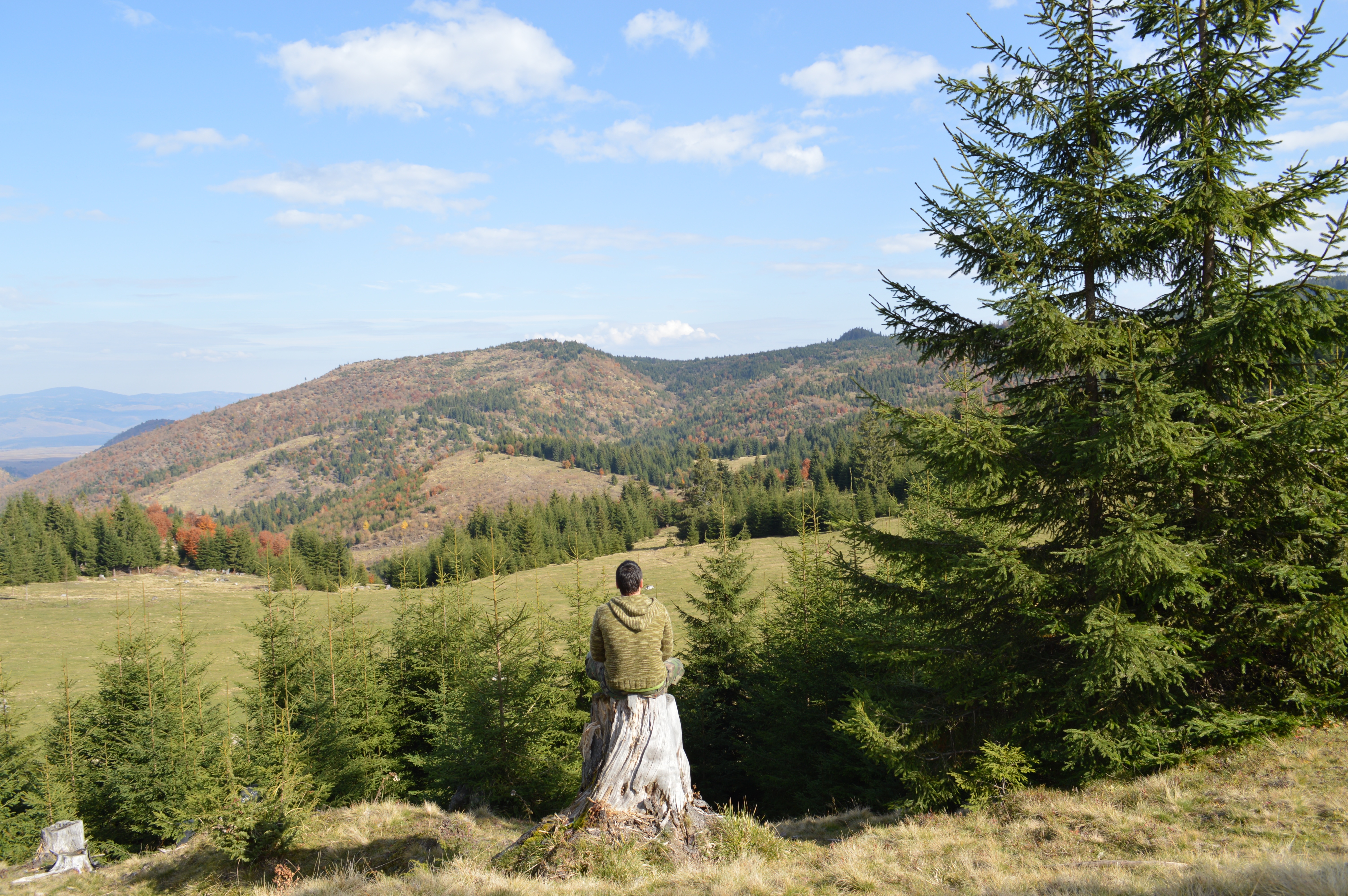 桌面上的壁纸徒步旅行 树木 原野