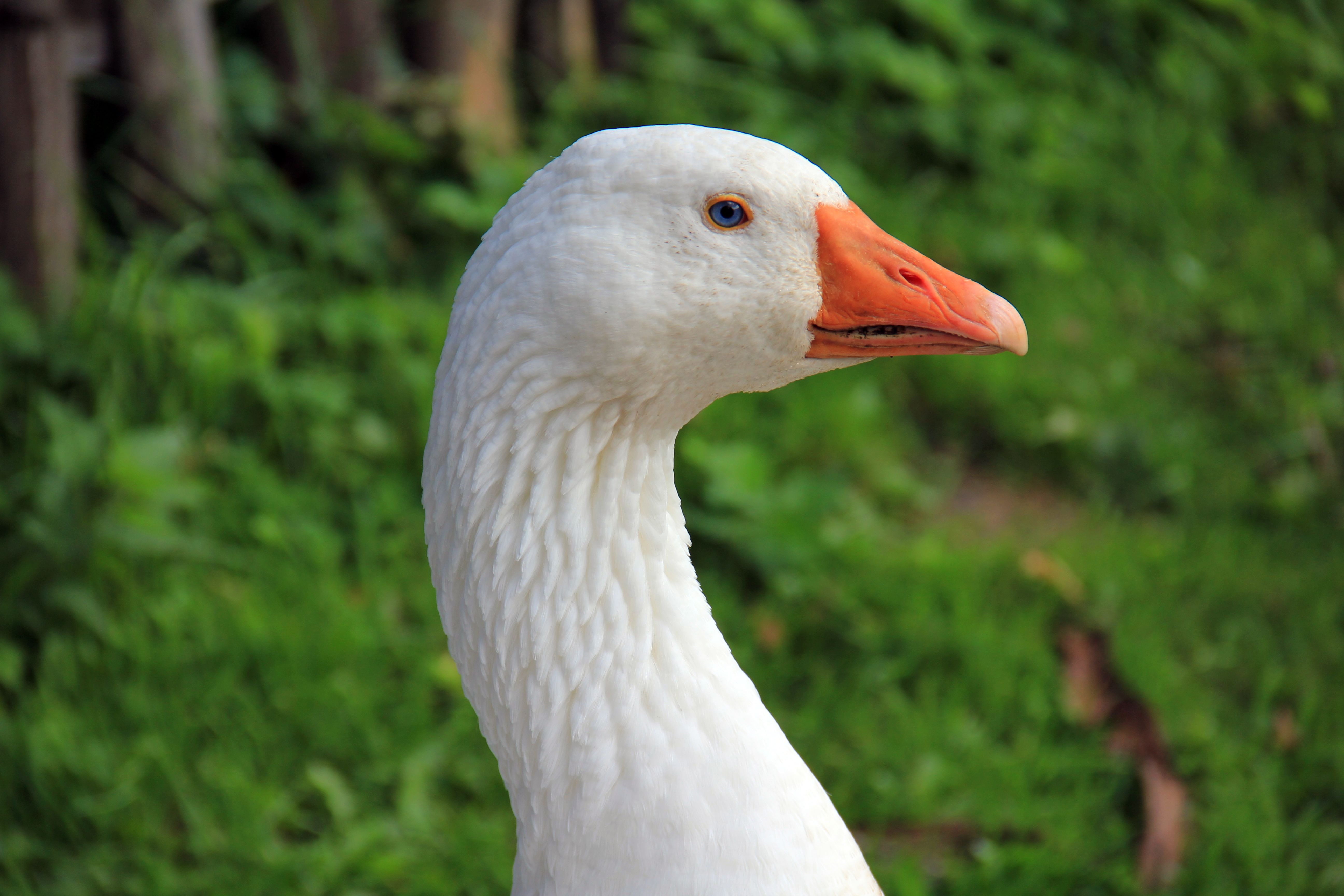 Wallpapers nature grass bird on the desktop