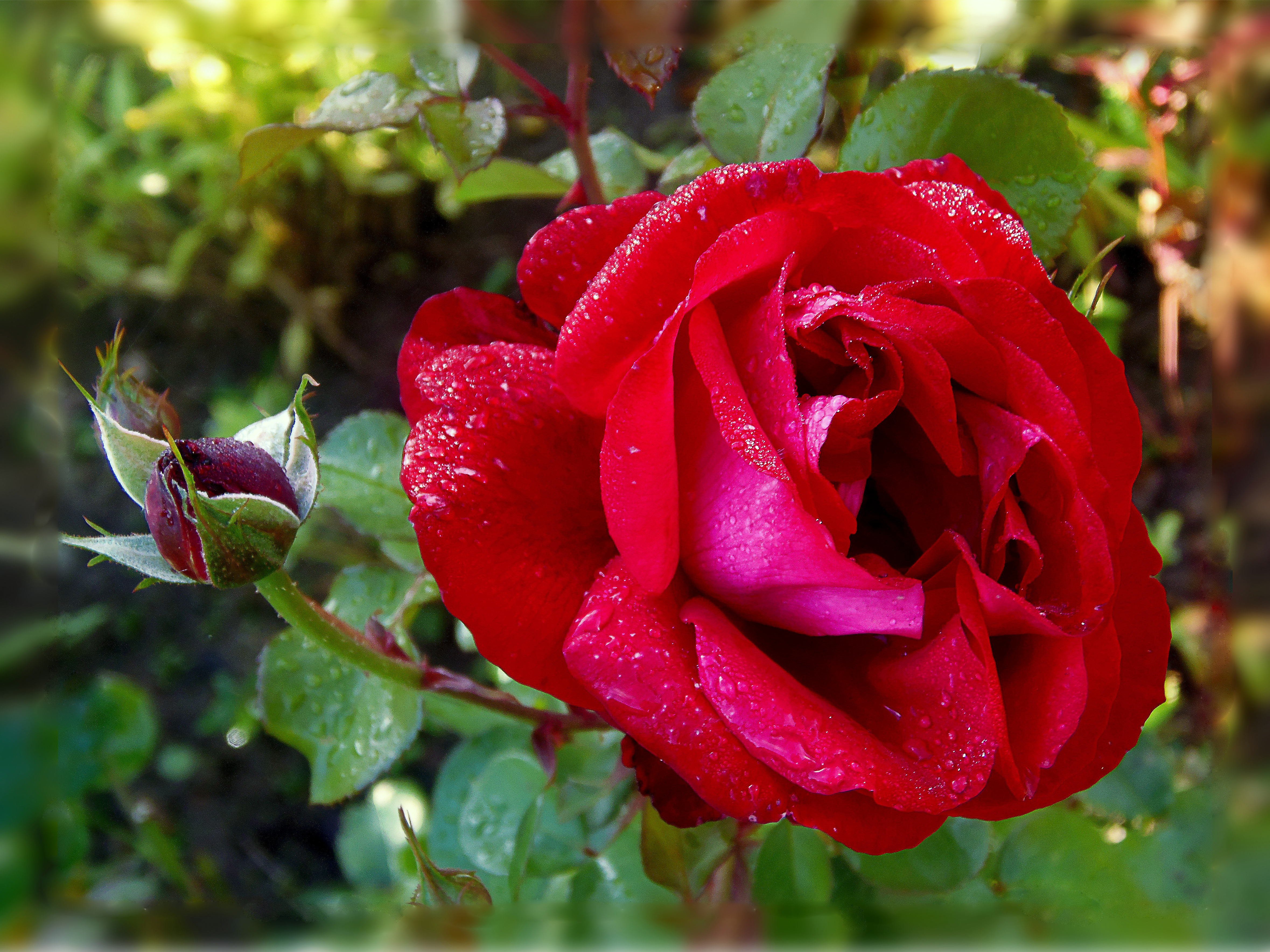 Wallpapers drops of water lonely rose flora on the desktop