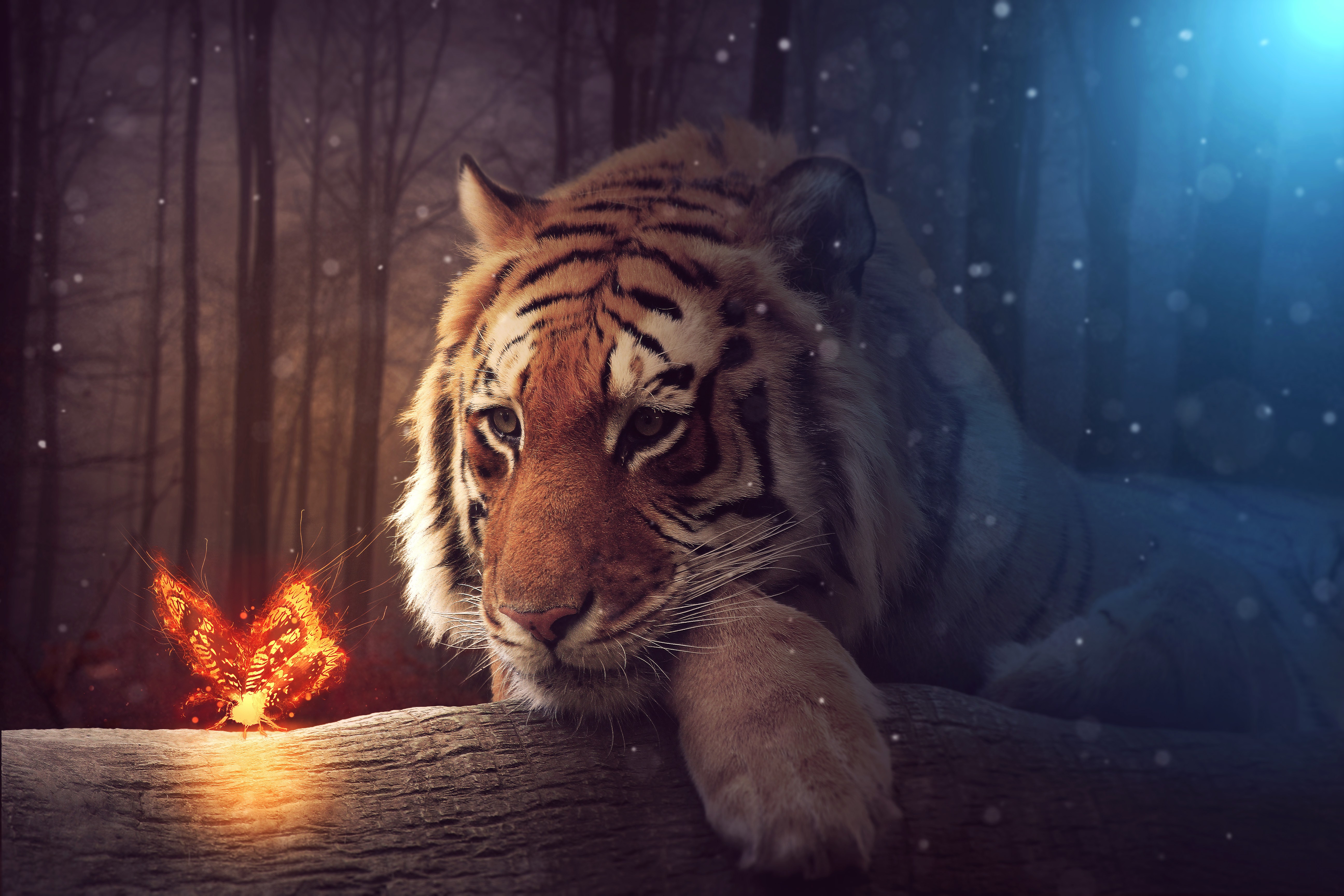 一只悲伤的老虎和一只火热的蝴蝶。