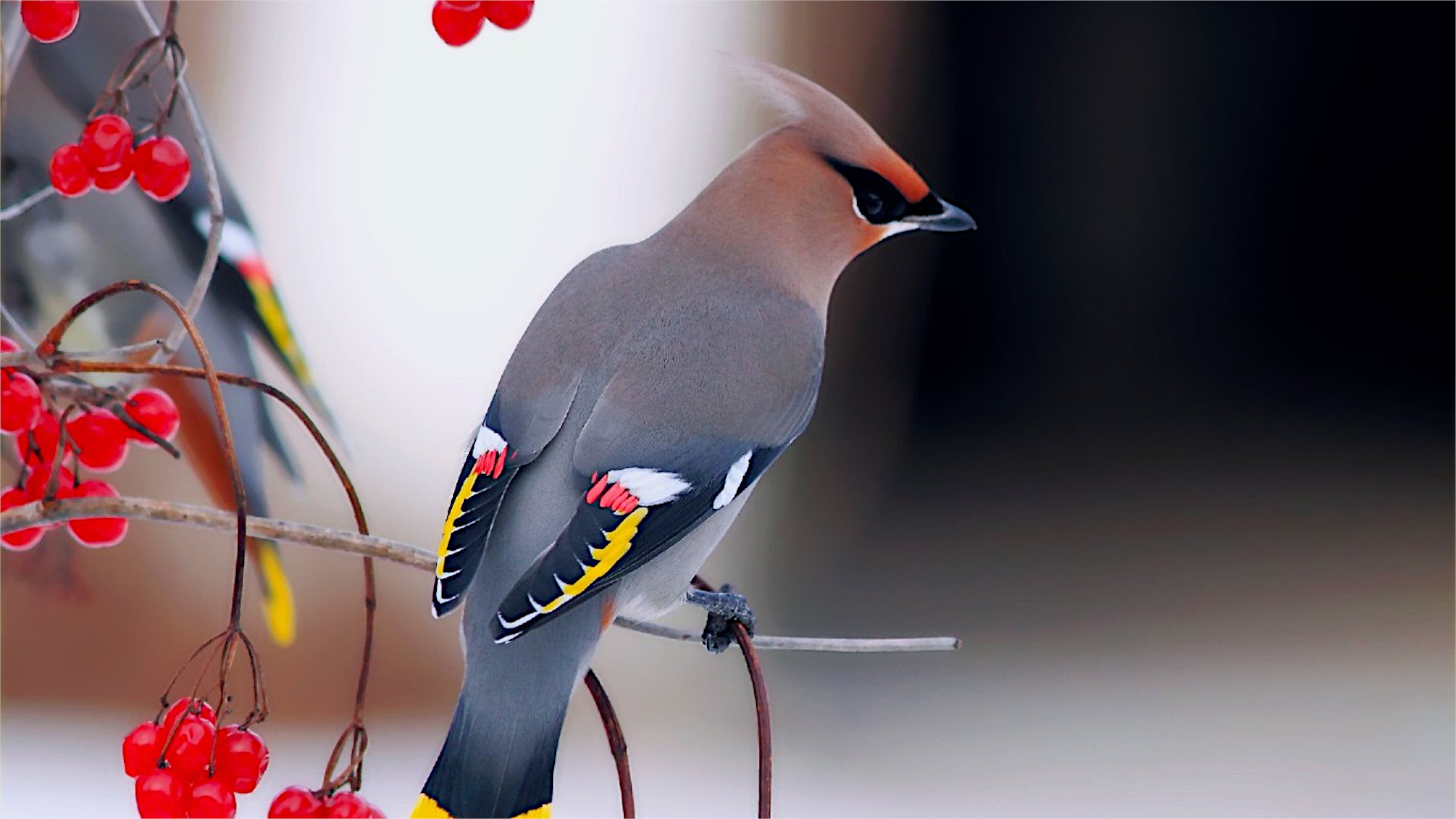 Free photo A finch sits on a tree branch with berries