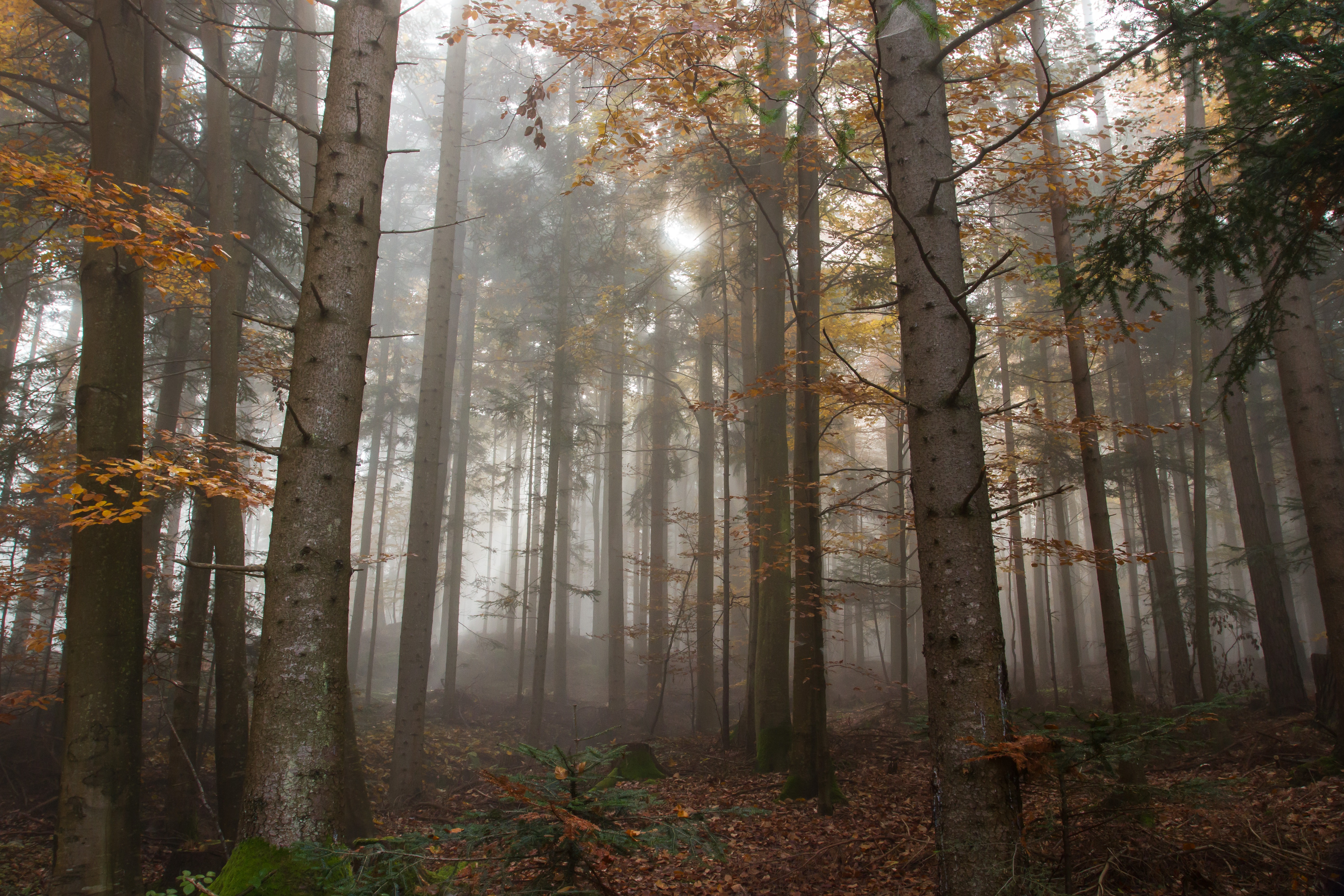 秋日雾林