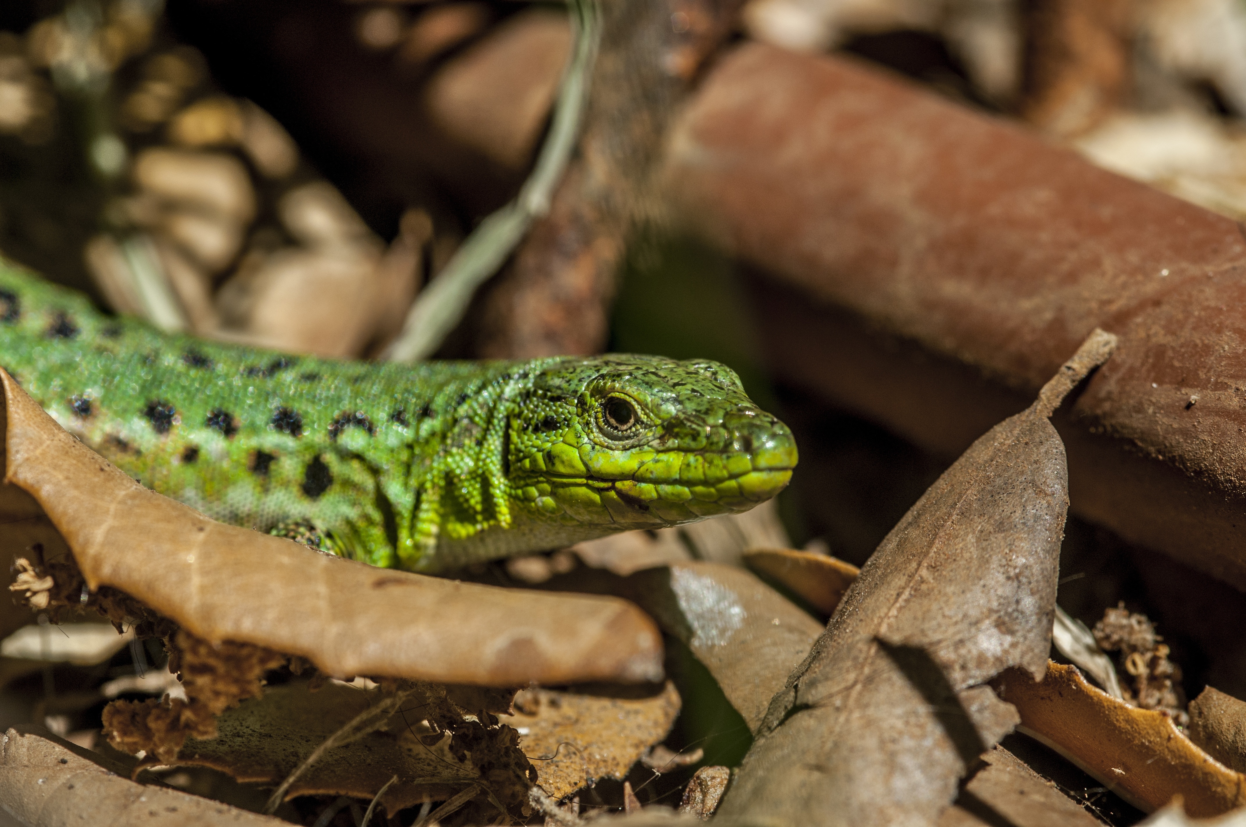 Wallpapers leaves reptile wallpaper green sneak on the desktop