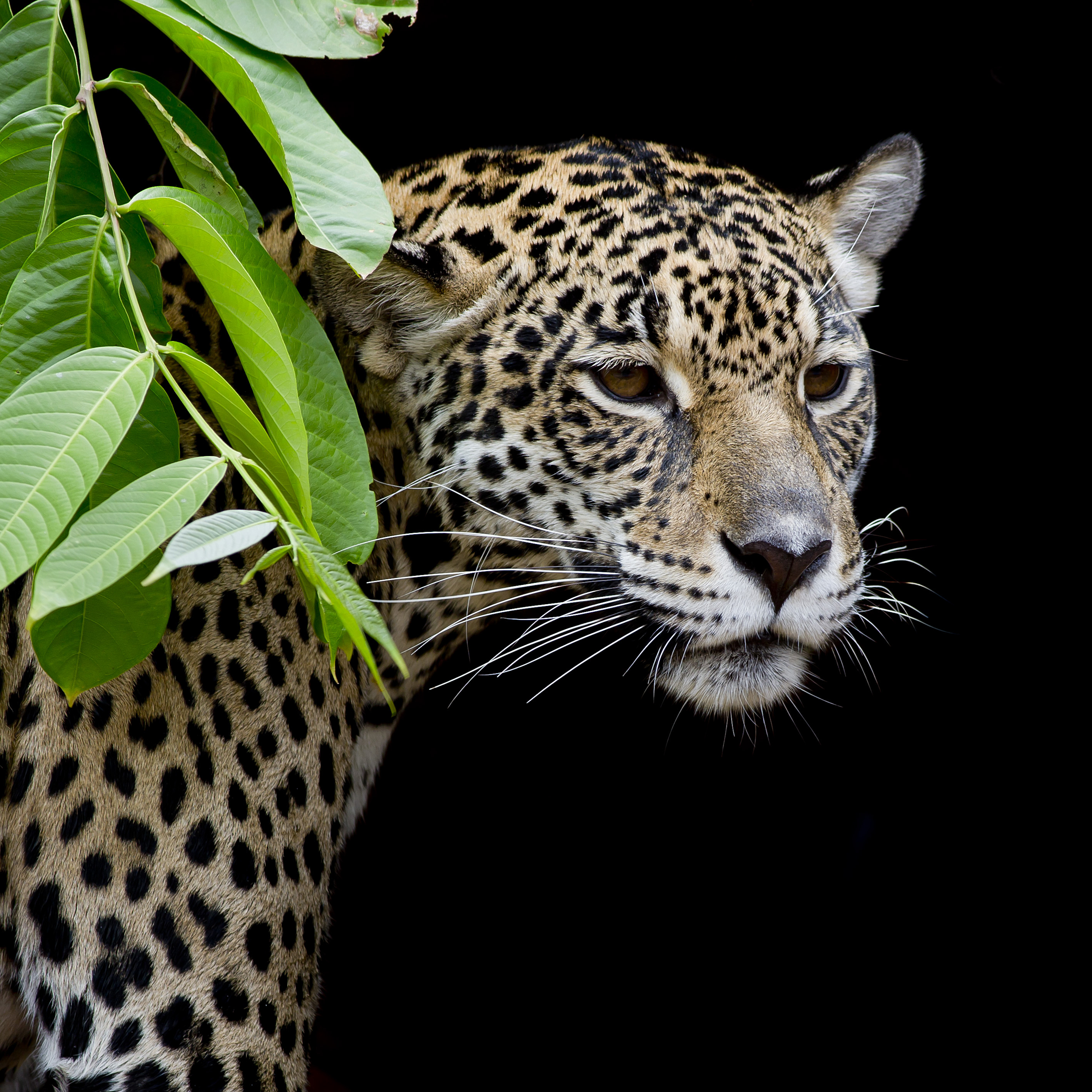 Wallpapers Leopard portrait tree animal on the desktop