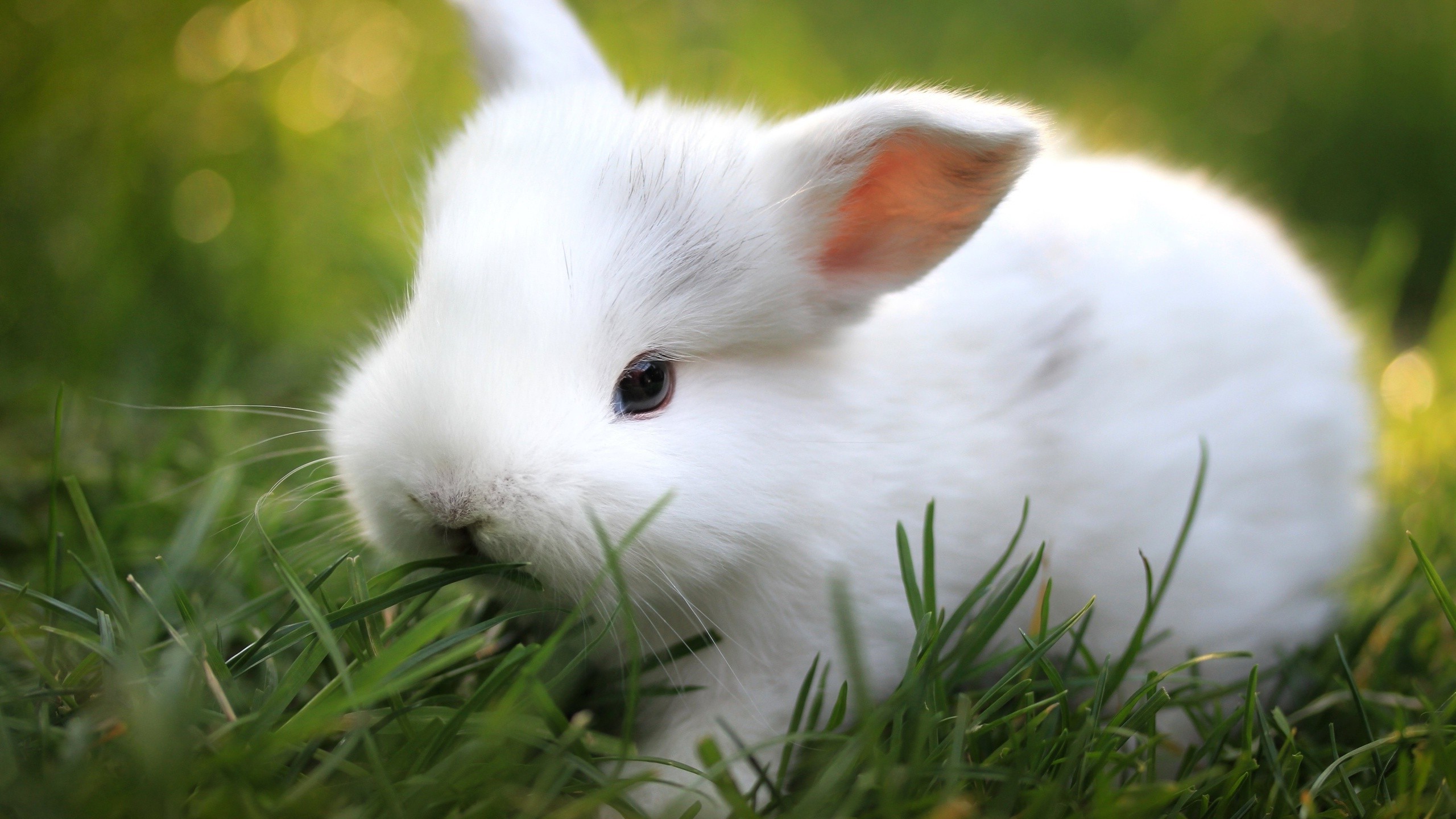 一只非常可爱的小白兔在吃草。