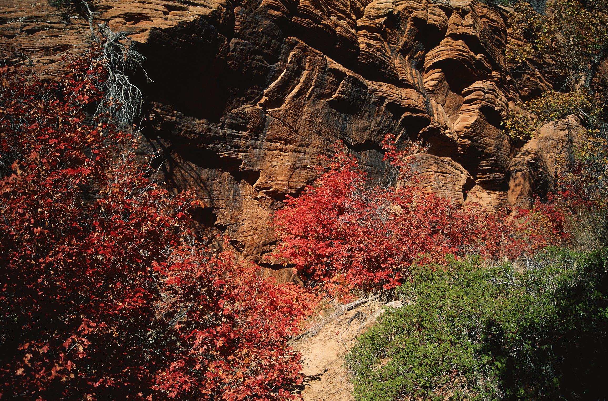 Красные деревья и скалы