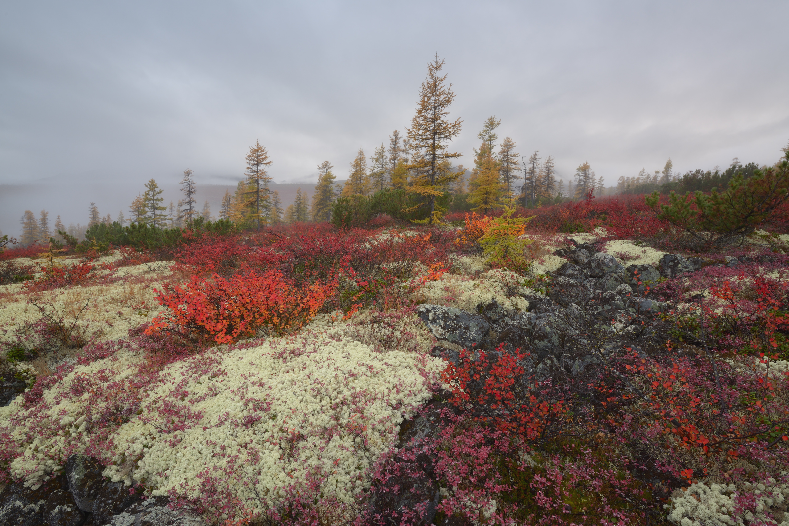 Free photo Misty autumn slope