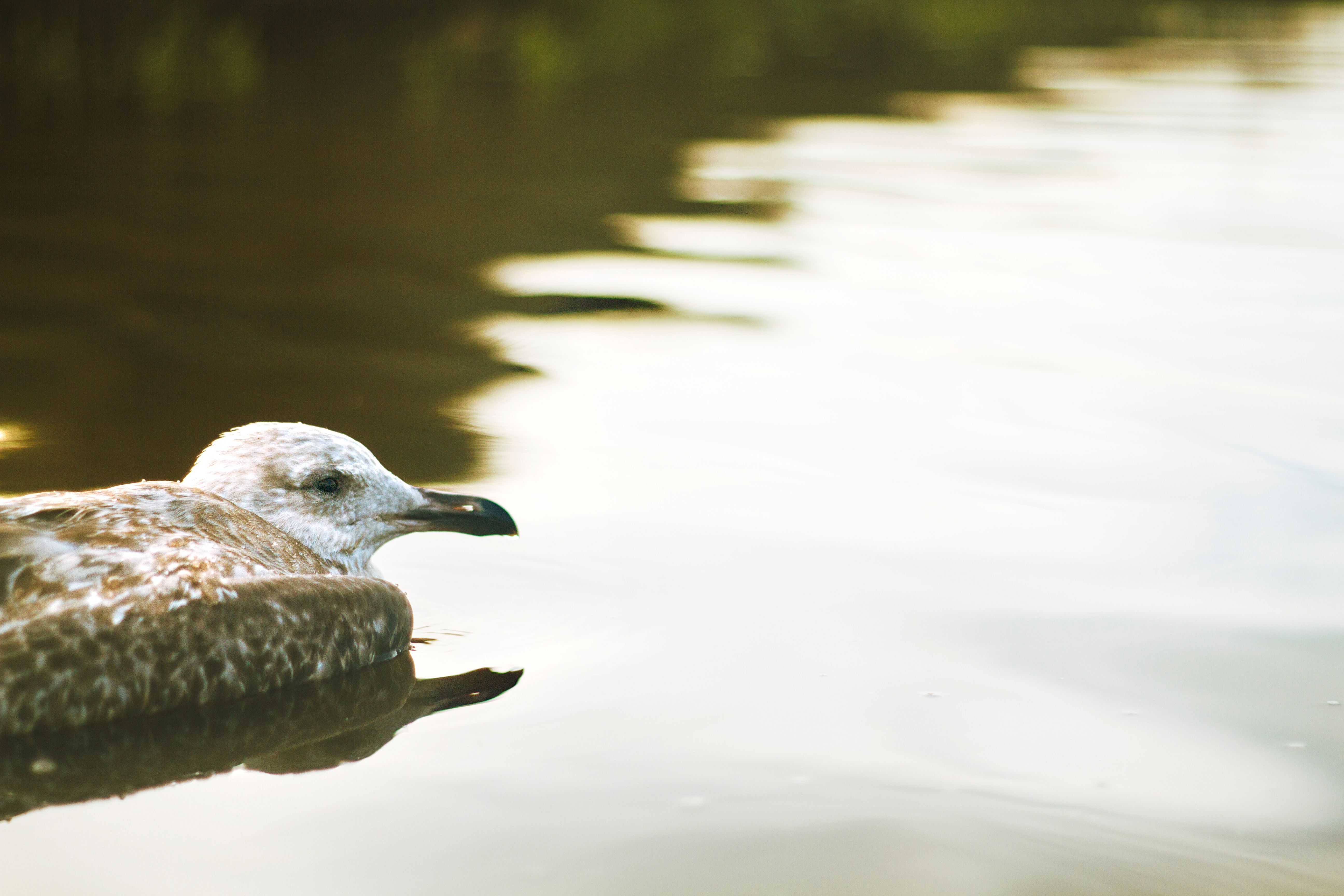 Free photo A bird floating on the water