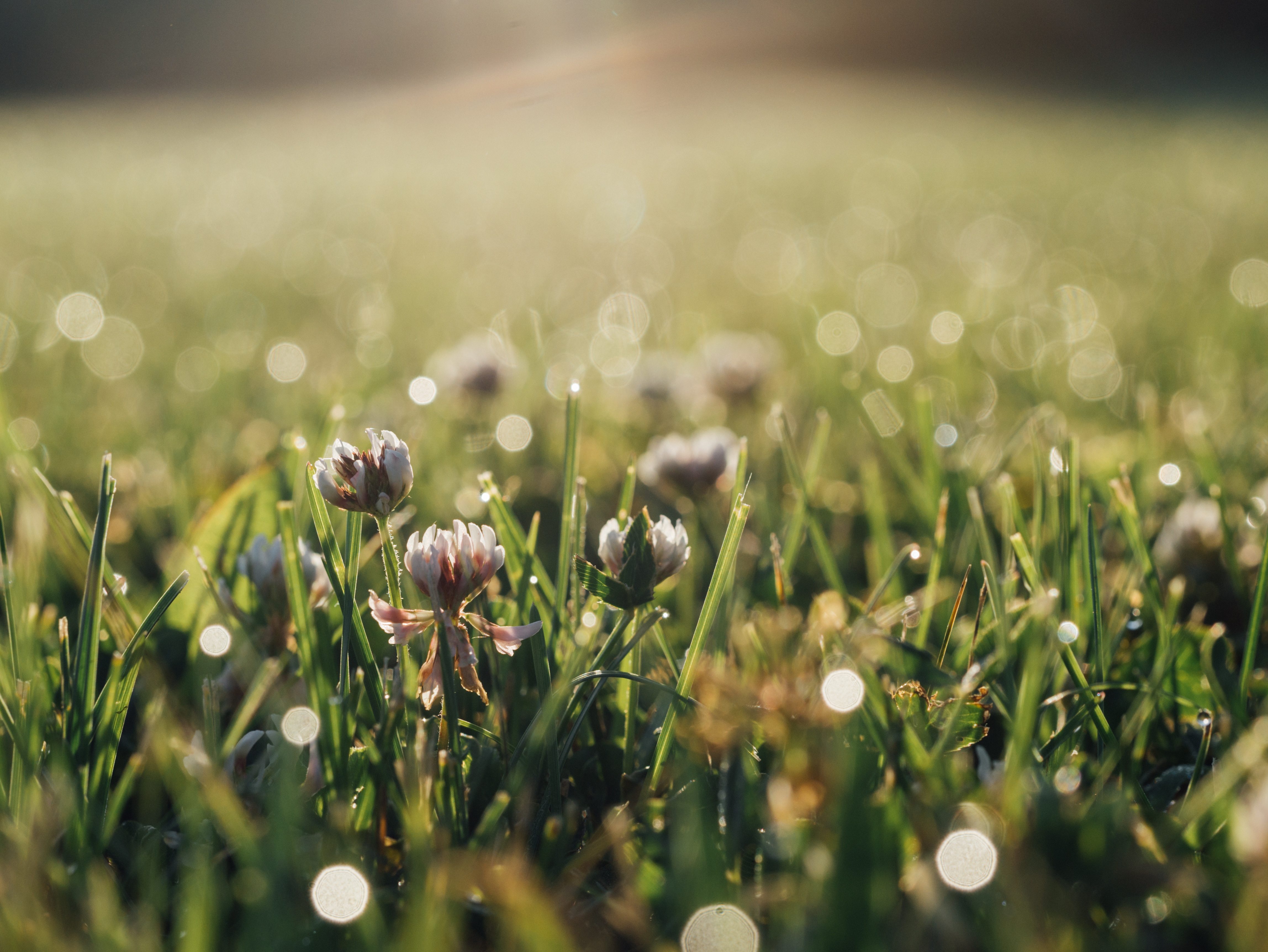 Free photo Rabbit grass