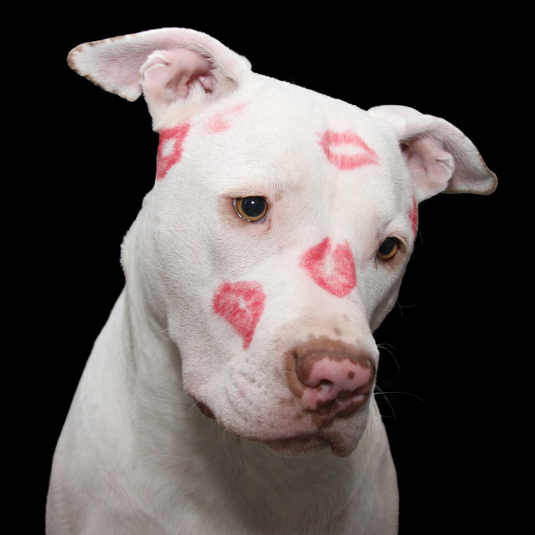 免费照片涂着口红的白狗，被亲吻了。