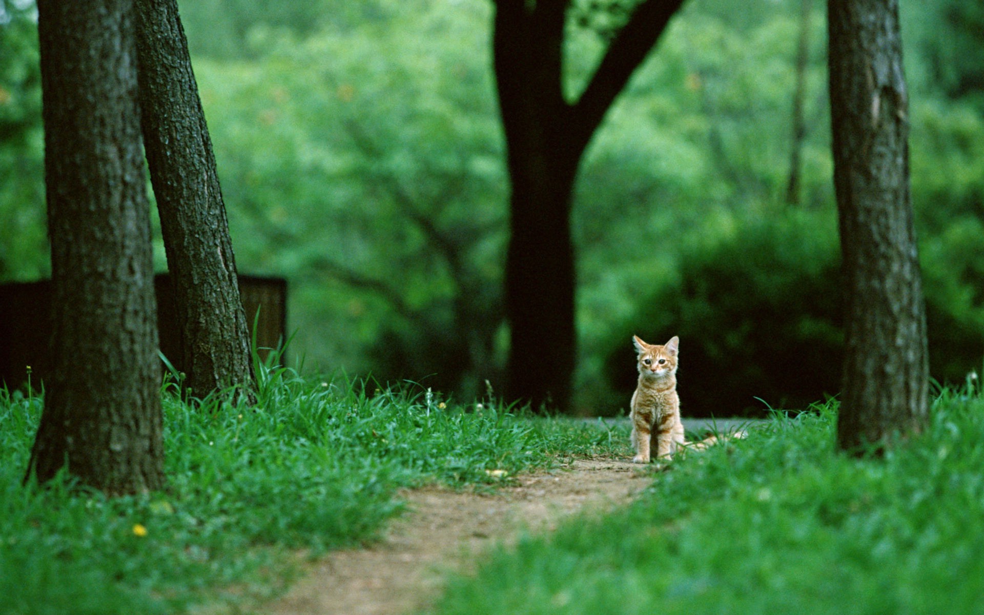 一只红色的小猫坐在公园的小路上