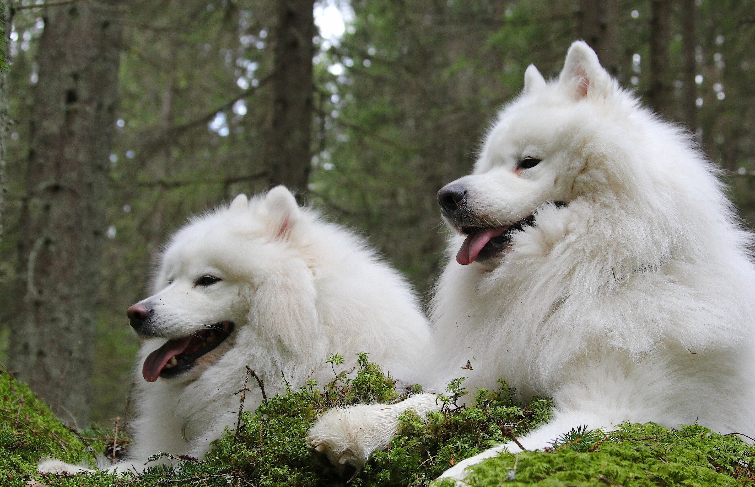 Бесплатное фото Две белых пса в лесу