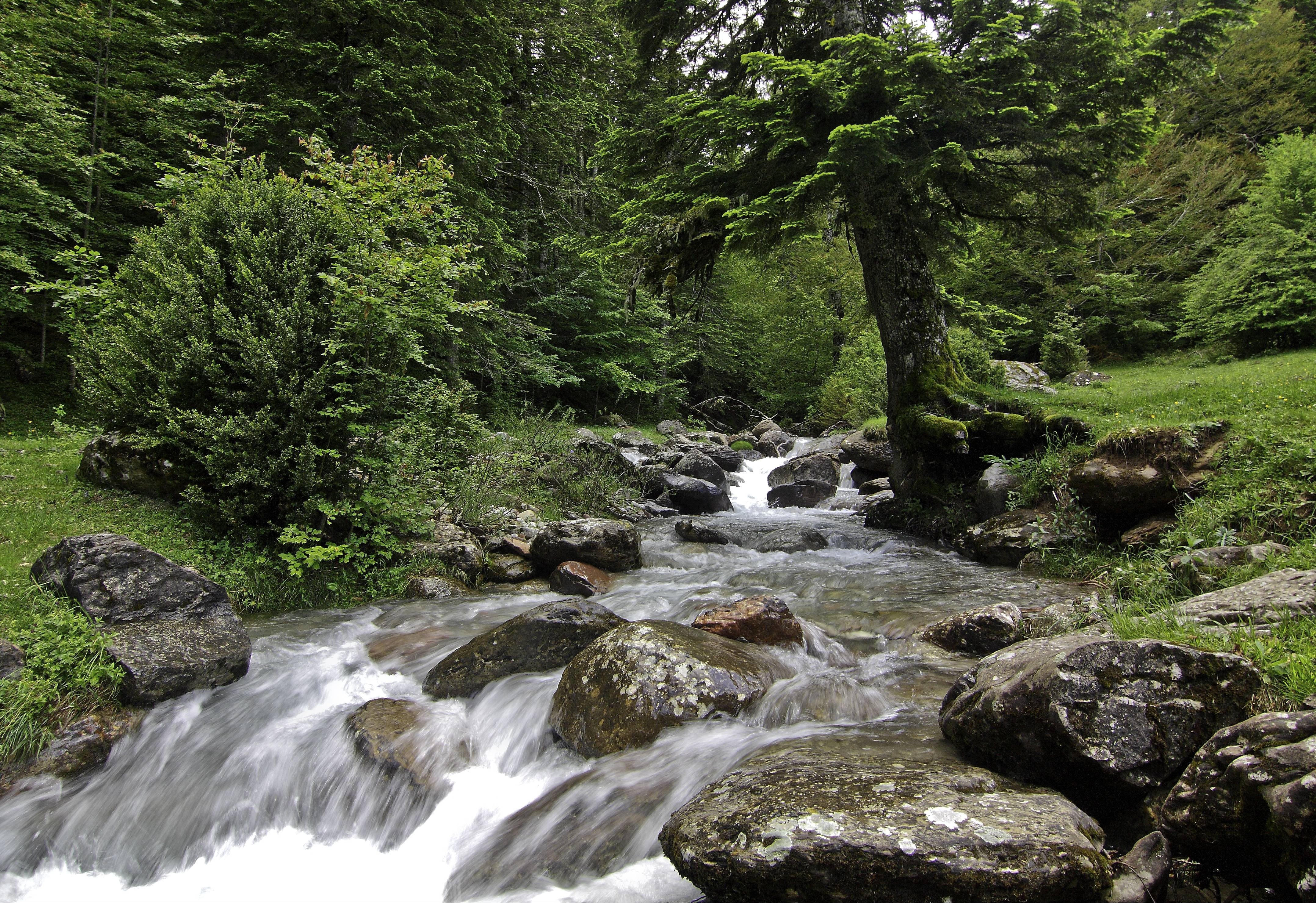 Free photo Photo forest, landscape, river large size