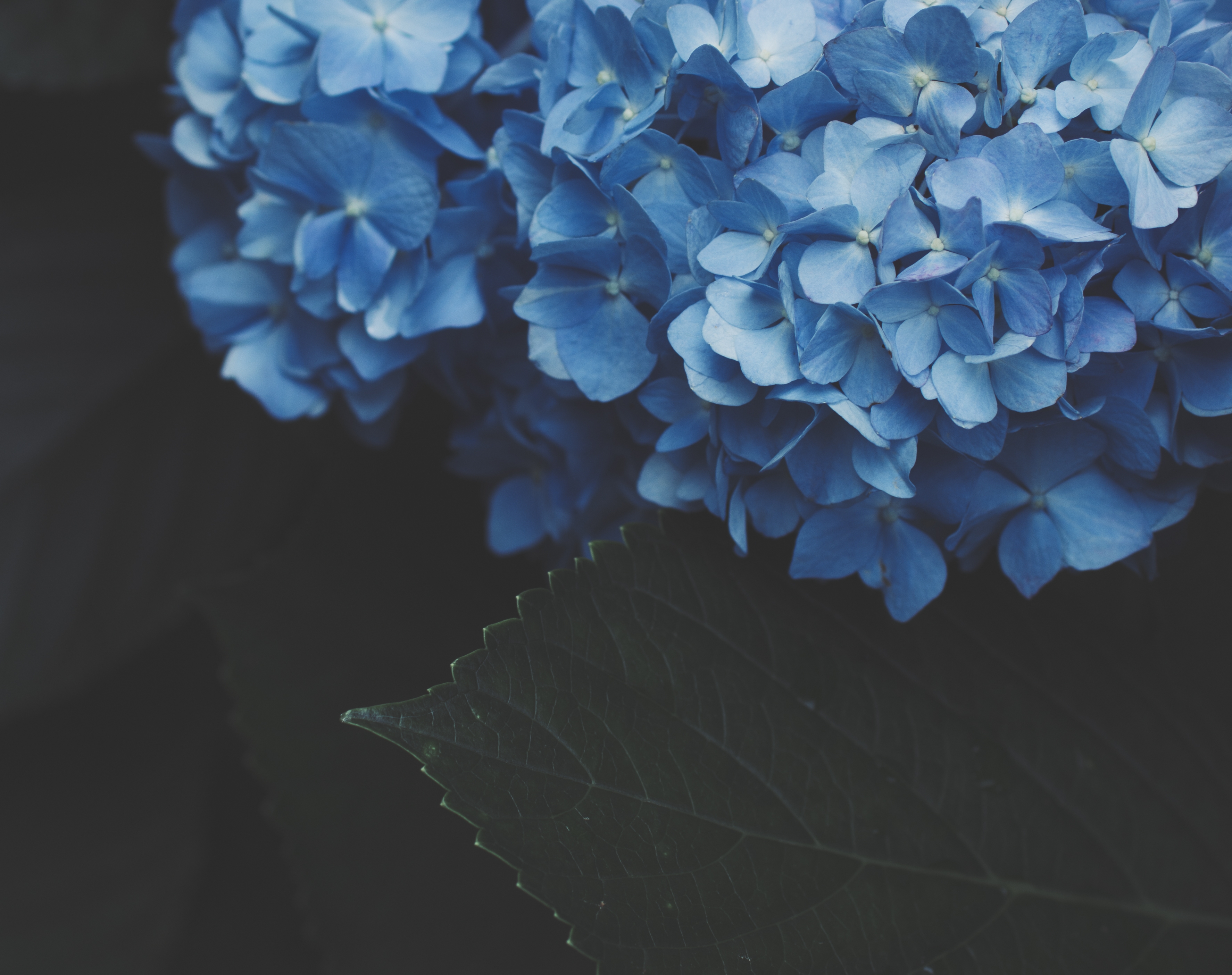 一束蓝色绣球花