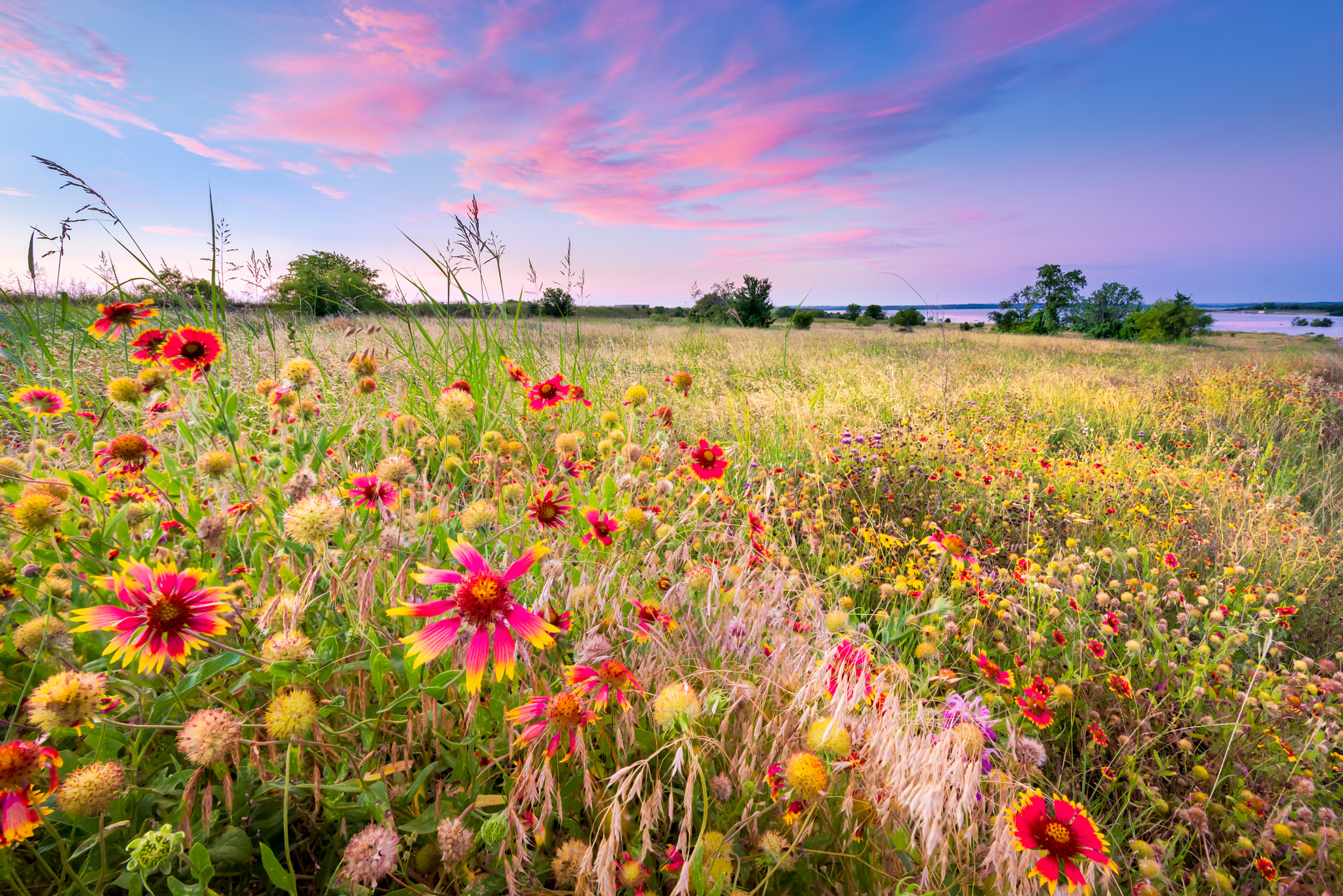 Wallpapers field flowers floral on the desktop