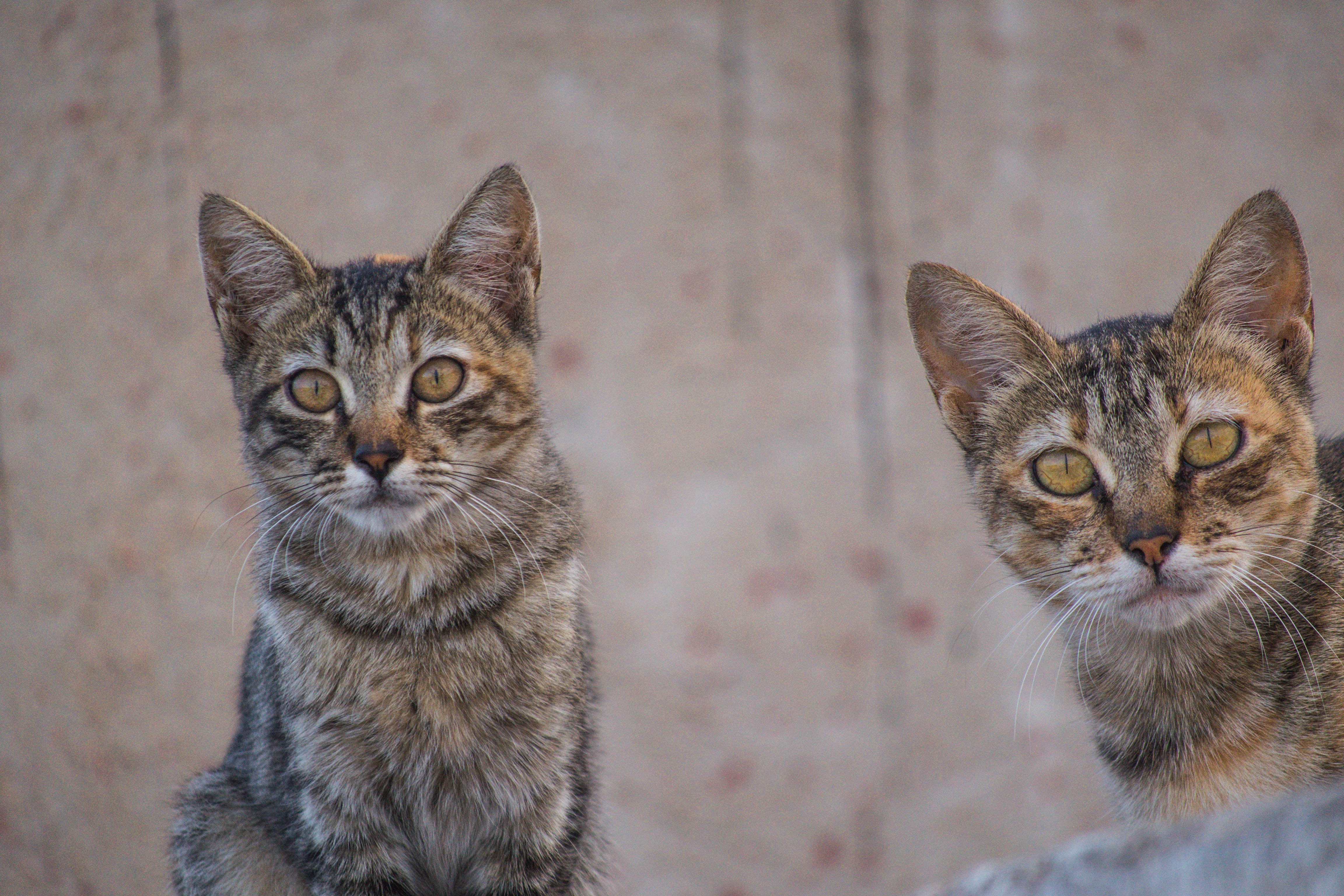 Free photo Wild domestic cats