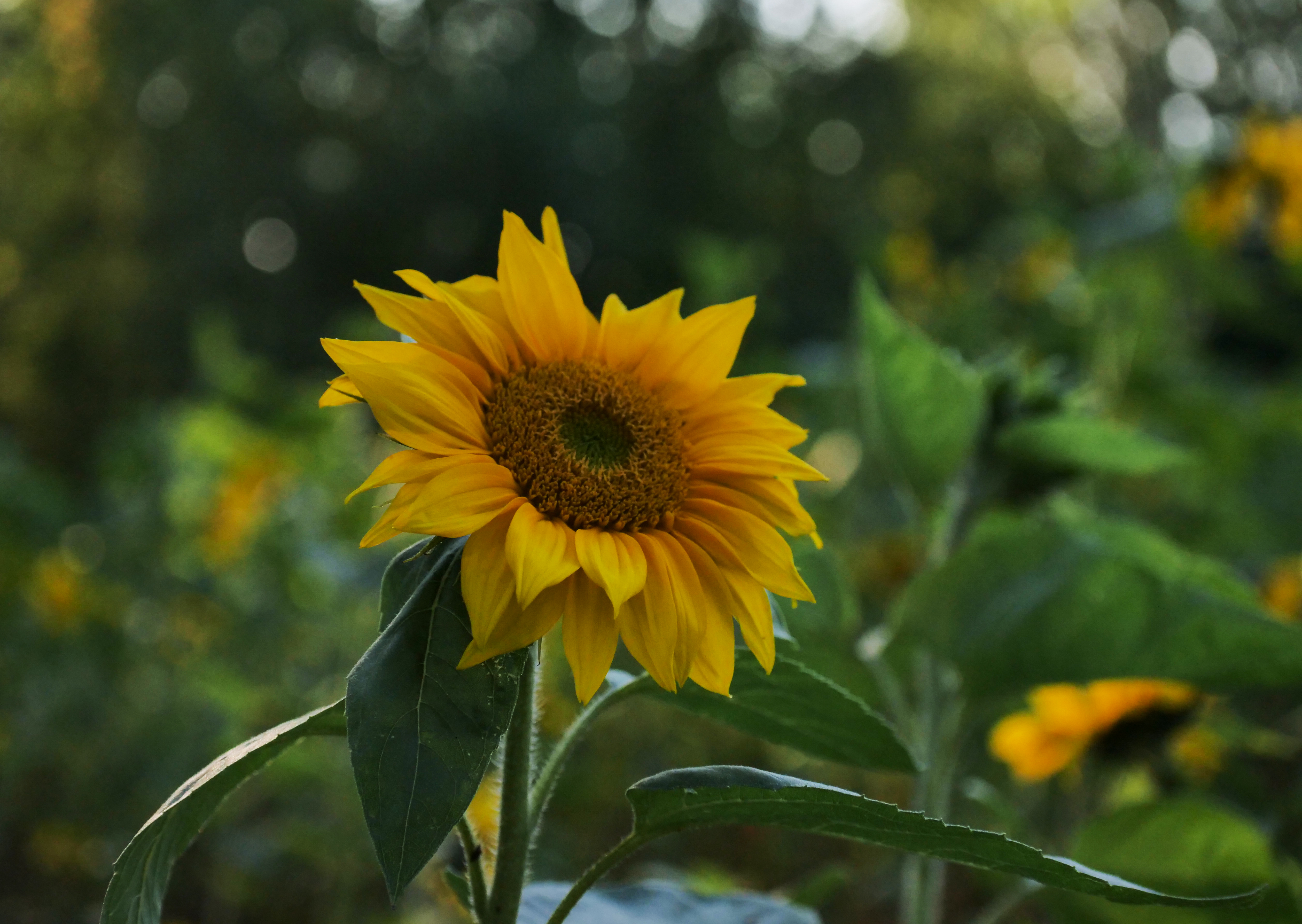 Бесплатное фото Символ лета и солнца