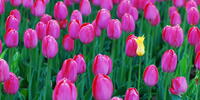 Сиреневые тюльпаны