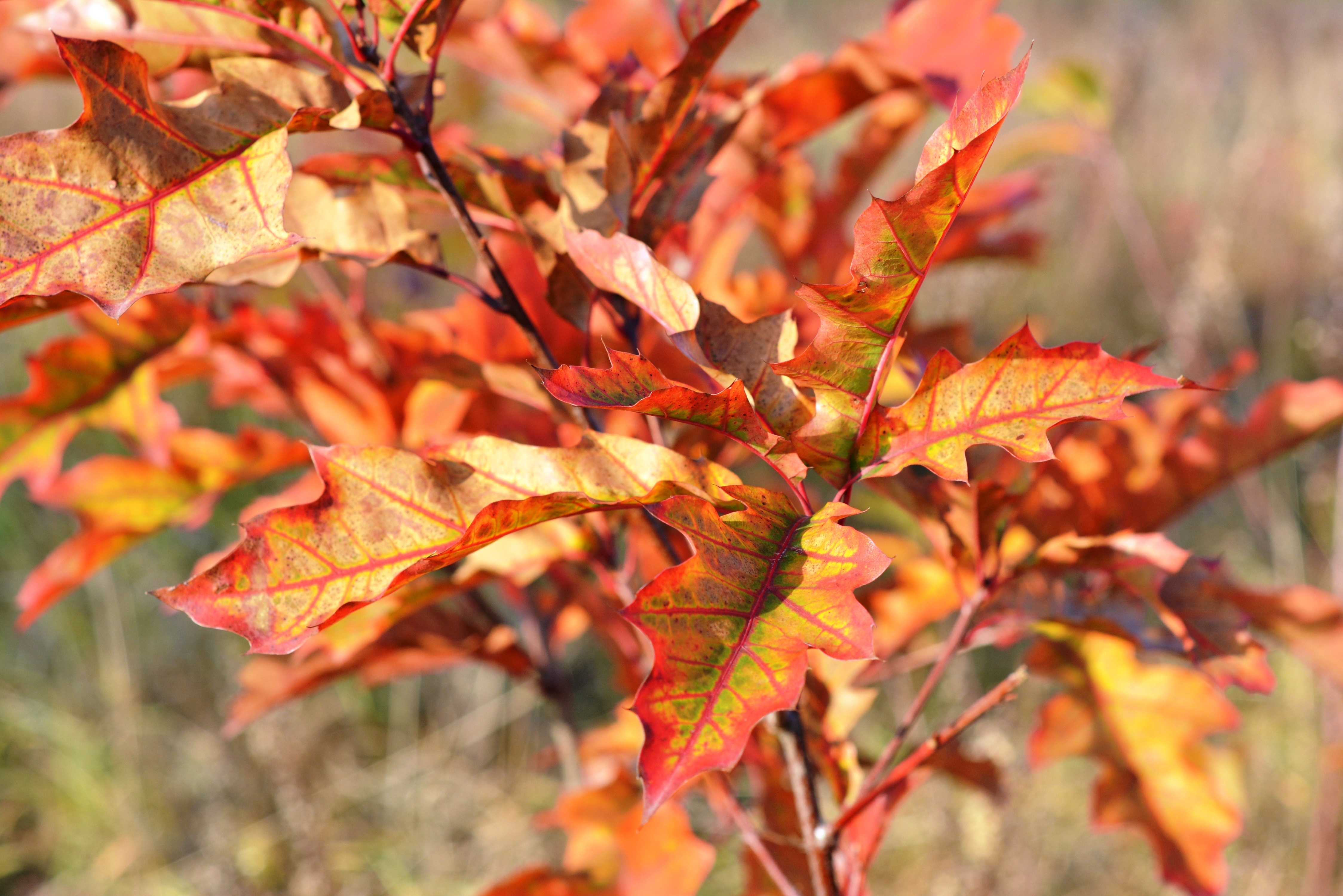 Free photo A twig with orange autumn leaves