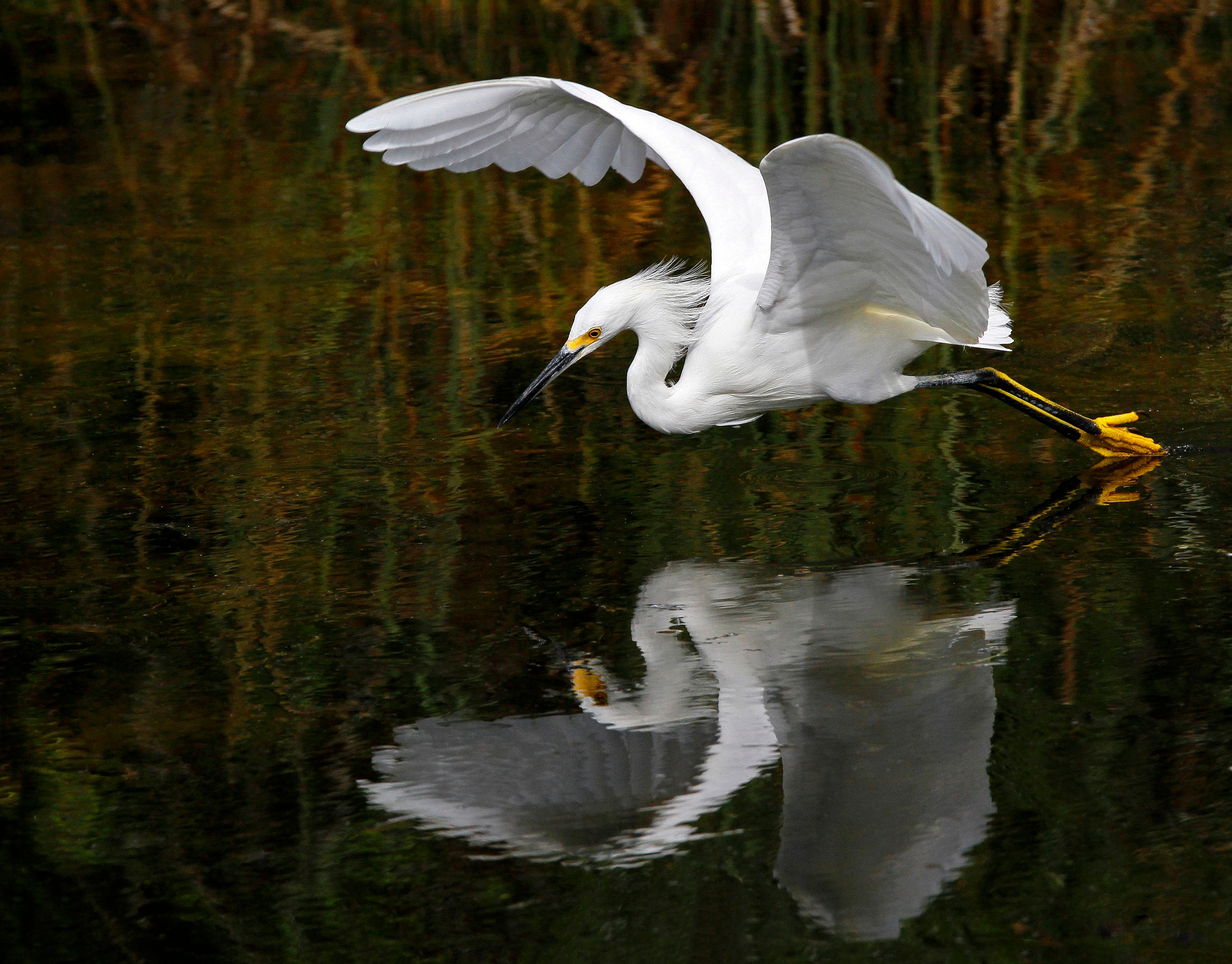 A heron flies low over the water