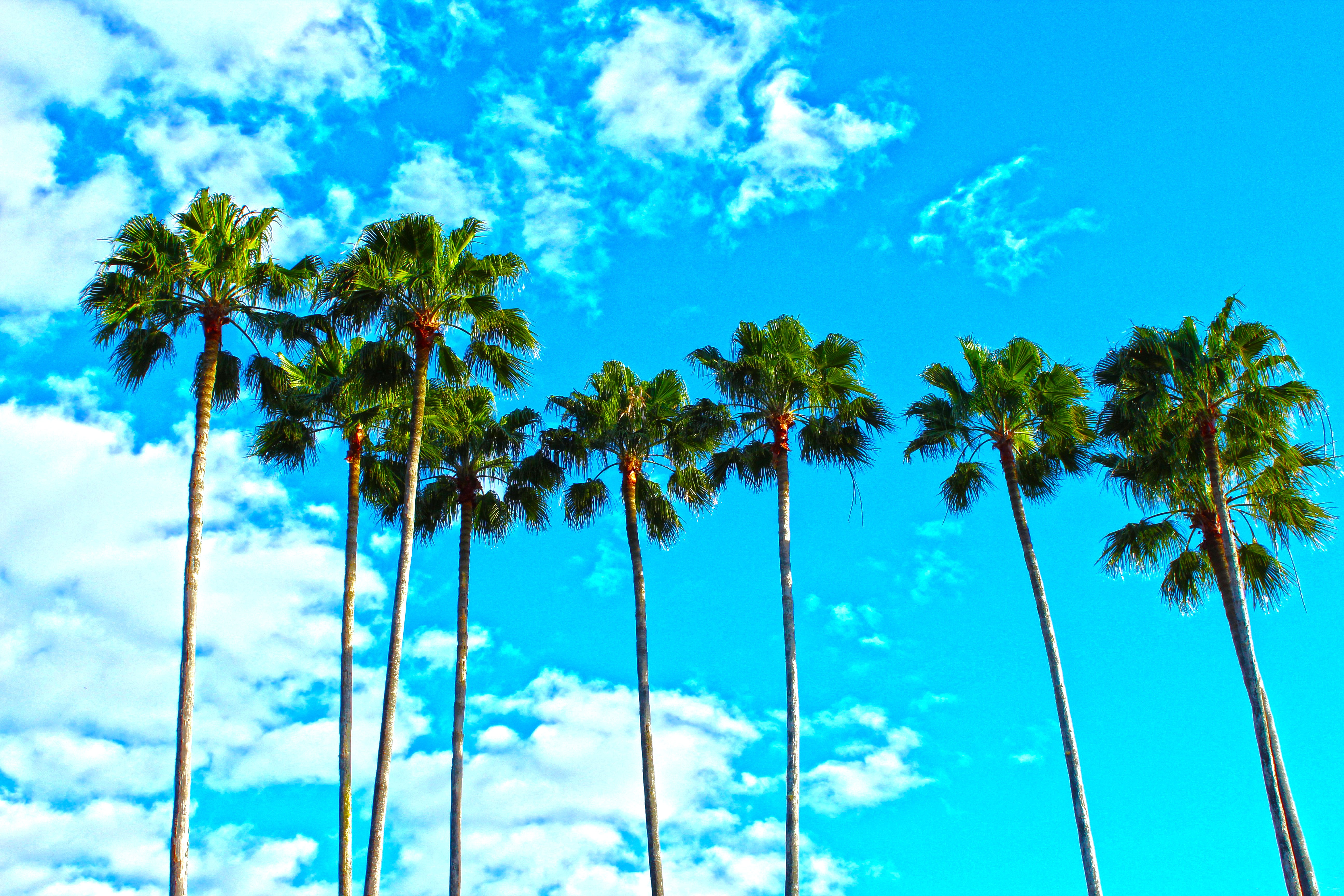 免费照片蓝天下高大的棕榈树