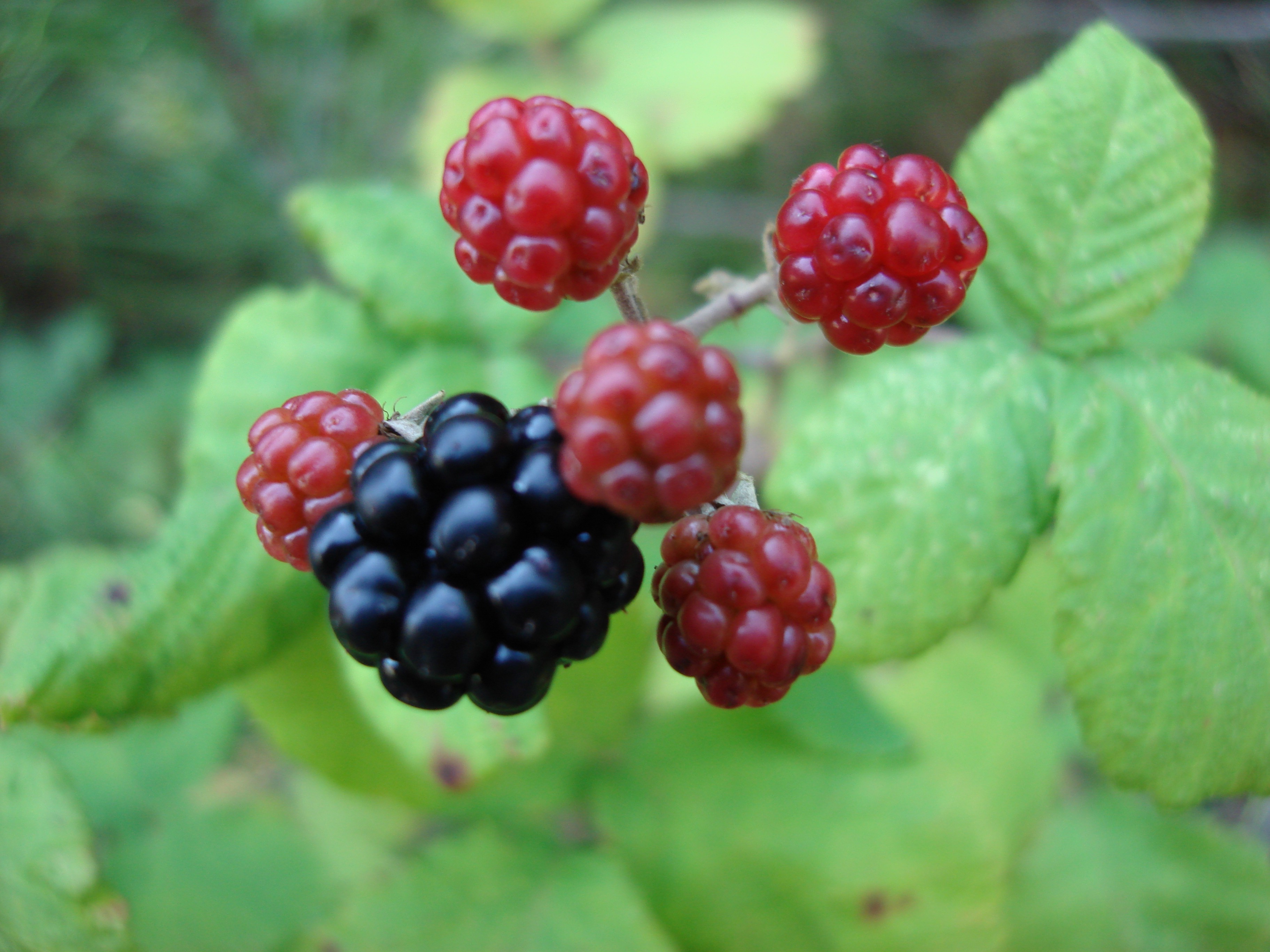 Красивые ягода