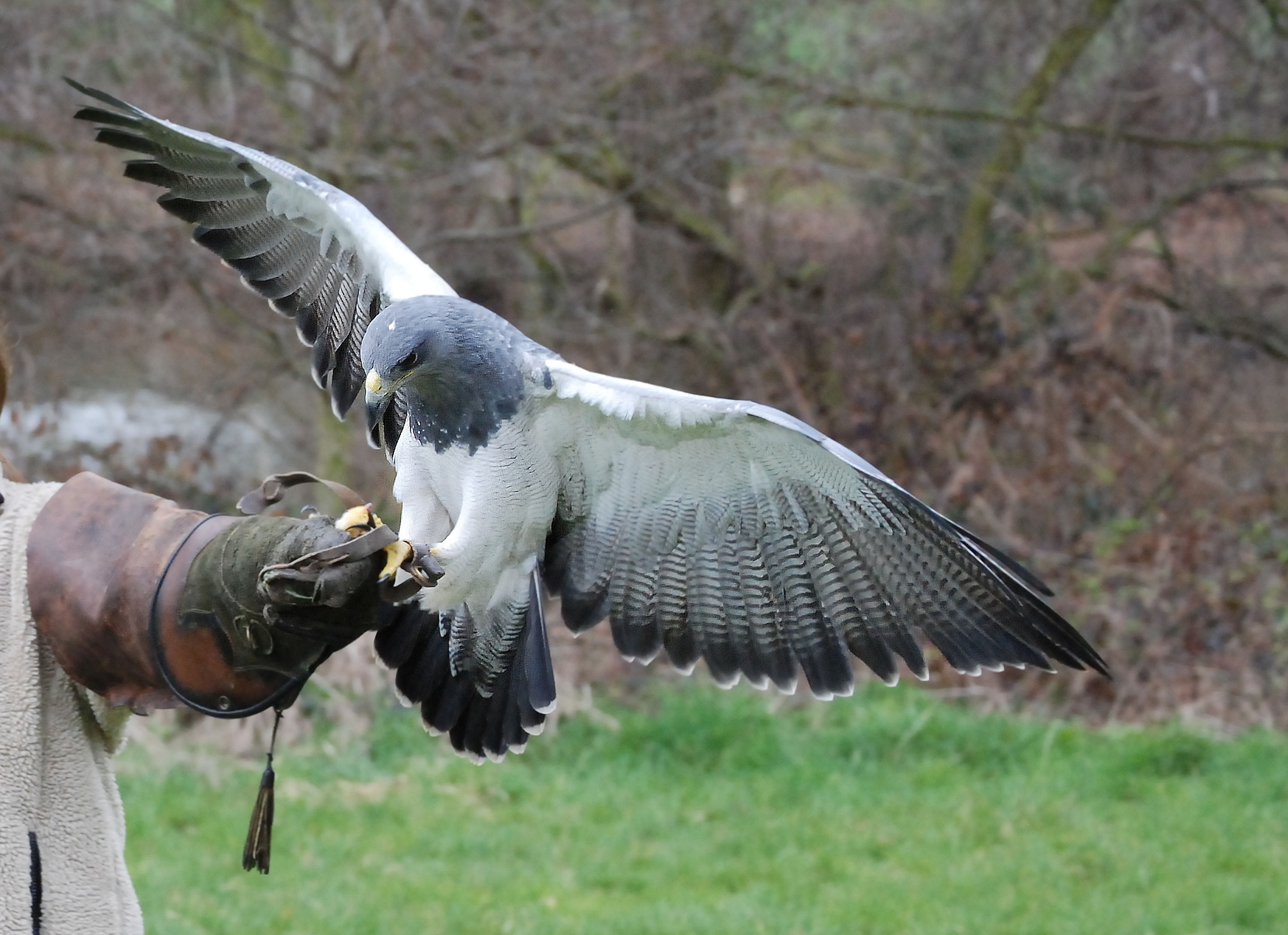 Wallpapers pozvonochnye hawk training on the desktop