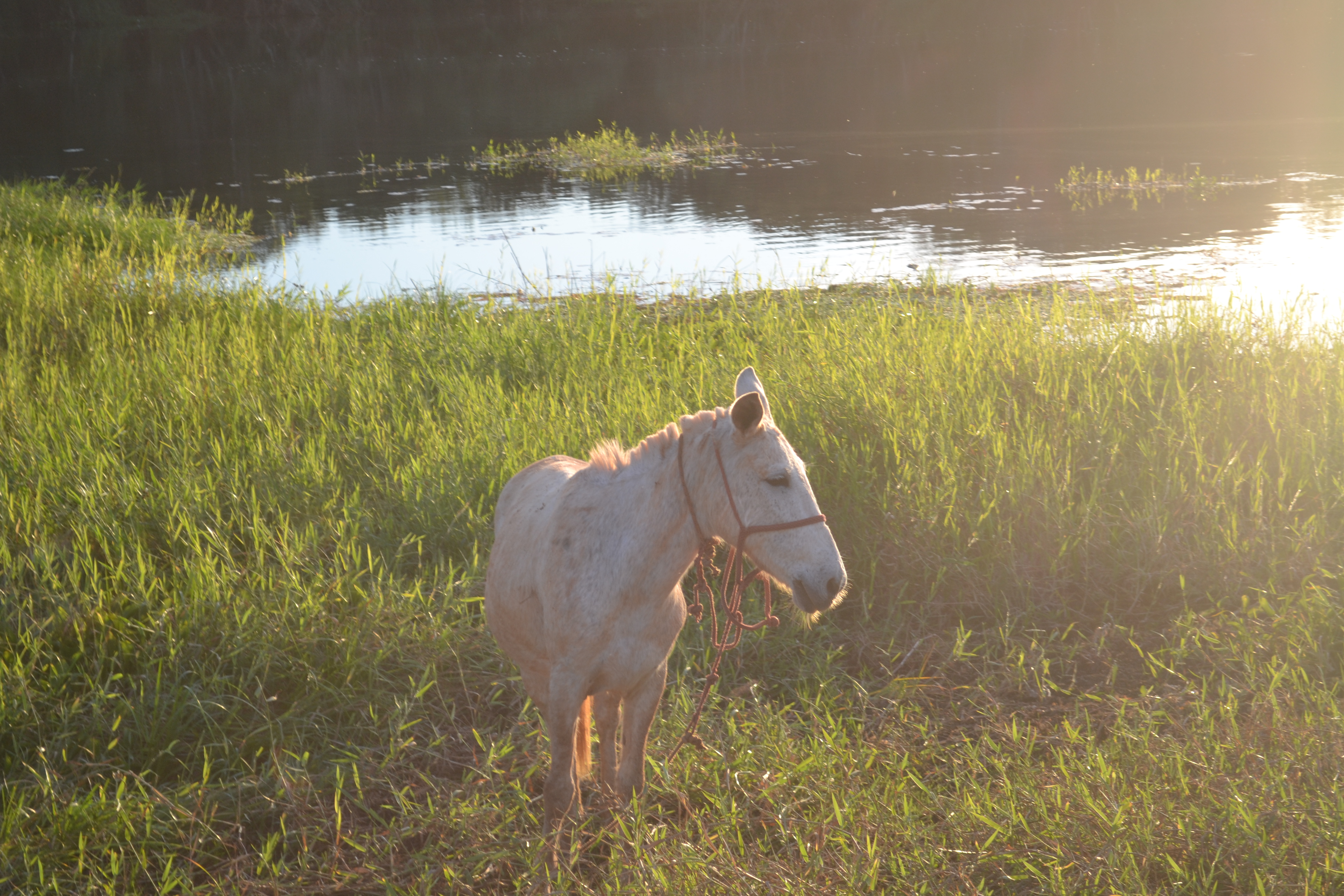A horse in the sun