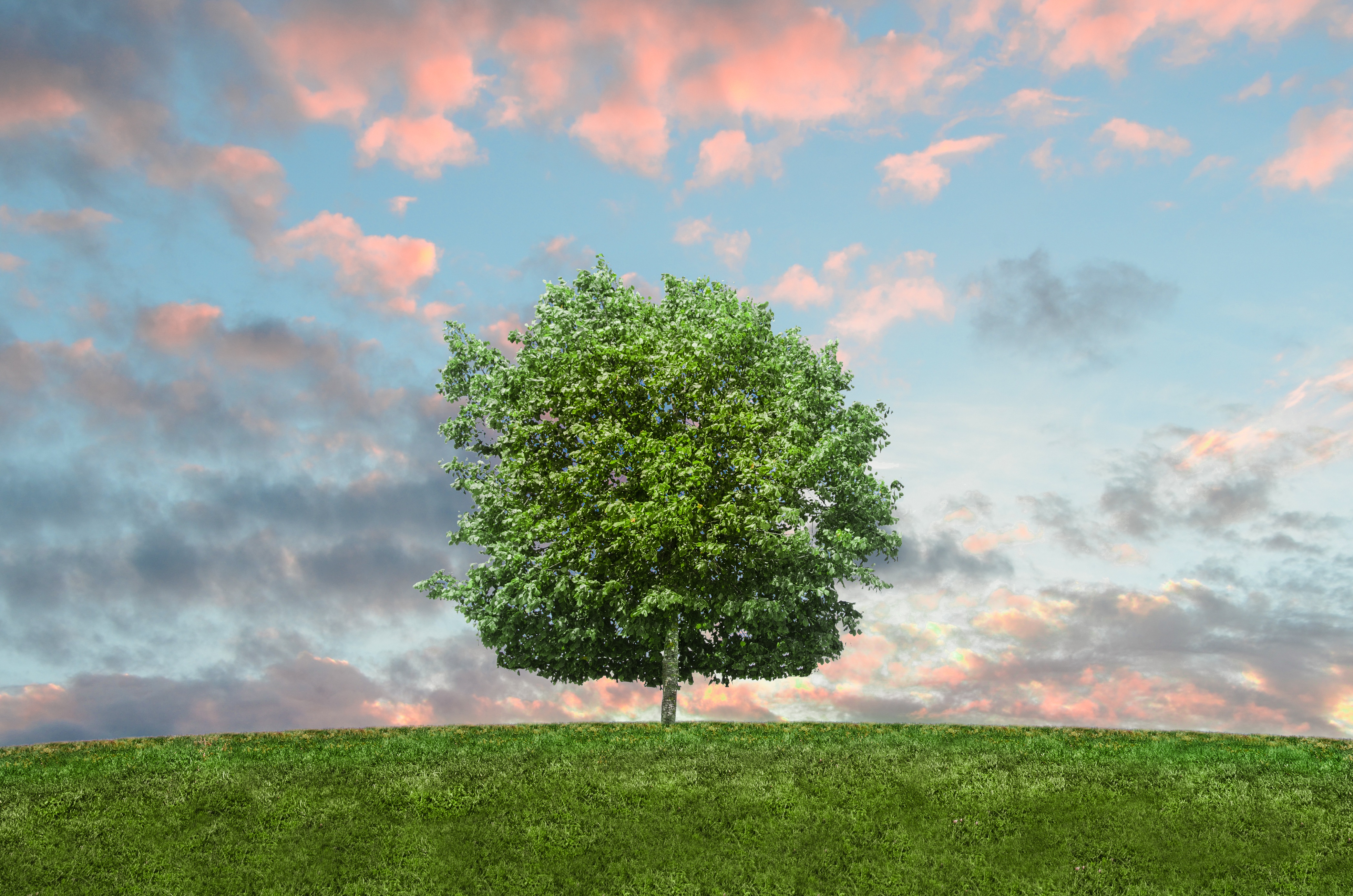 Free photo A field of green grass with a lone tree with green foliage