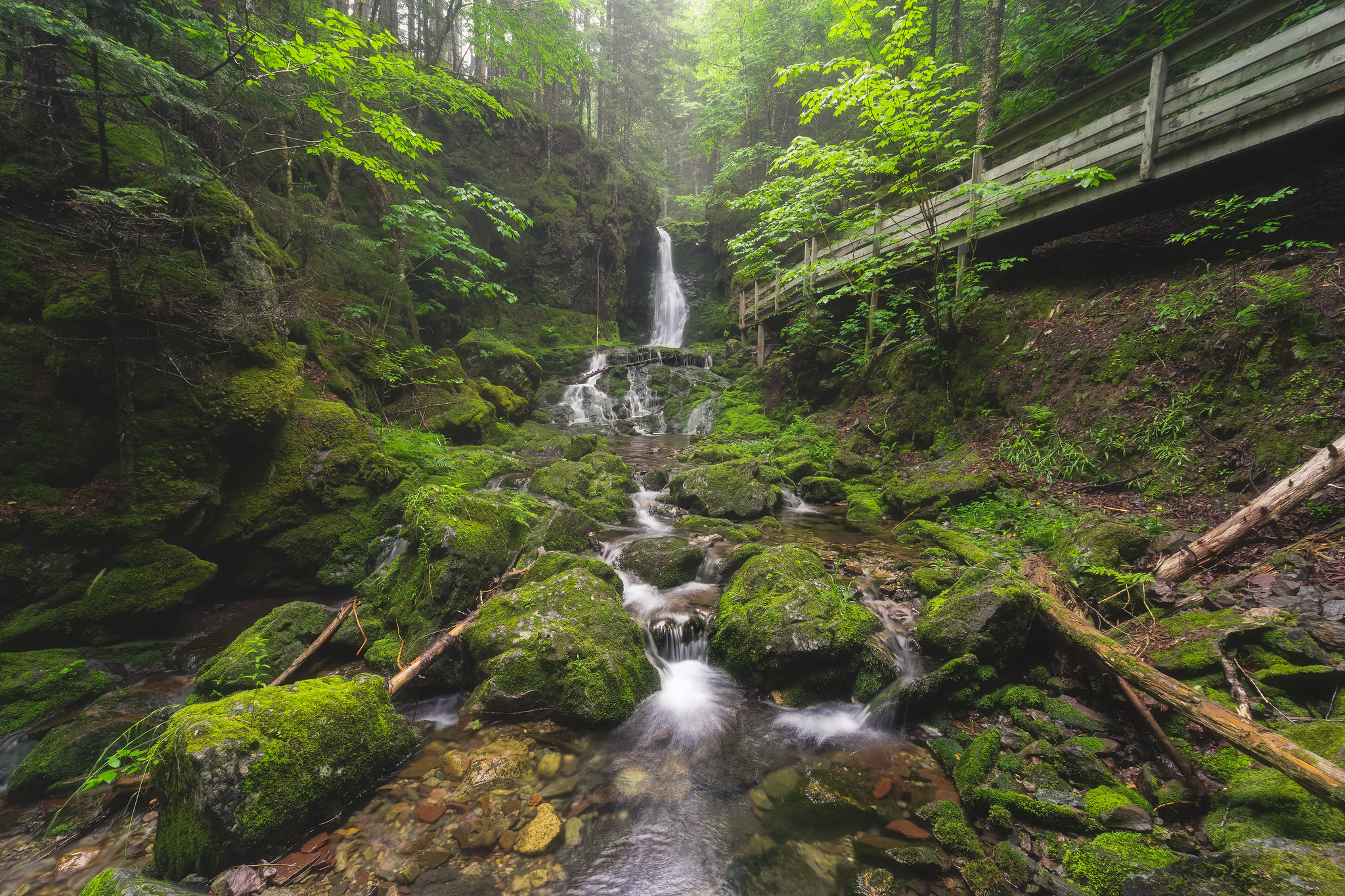 Обои National Park of Canada лес речка на рабочий стол