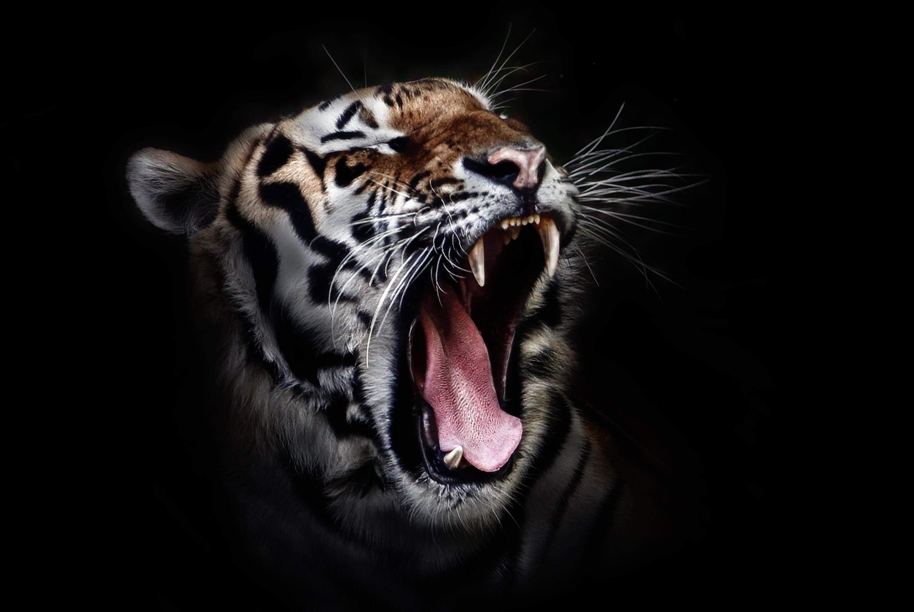 Бесплатное фото Тигр зевает на черном фоне