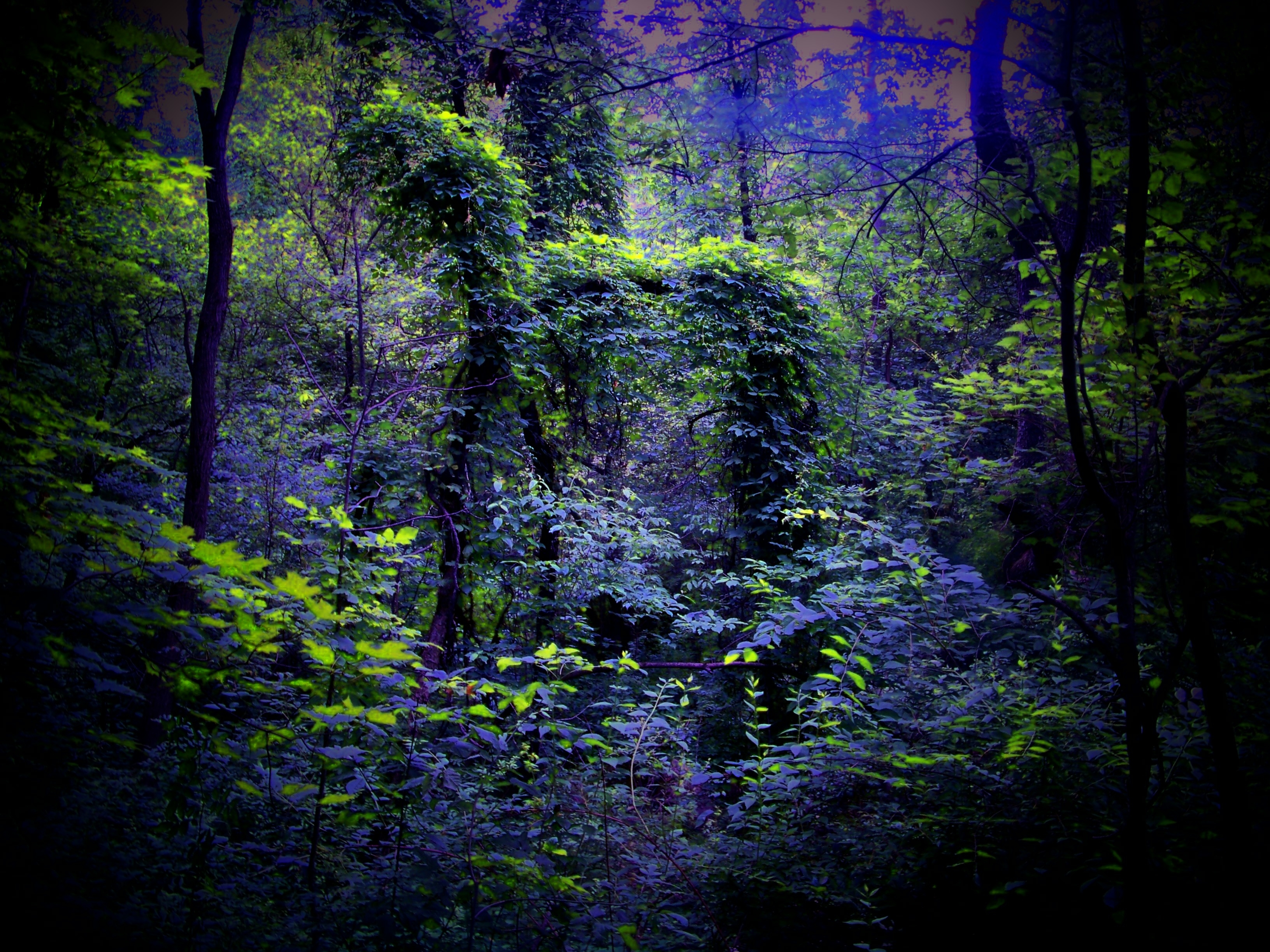 蓝叶绿叶的不寻常森林